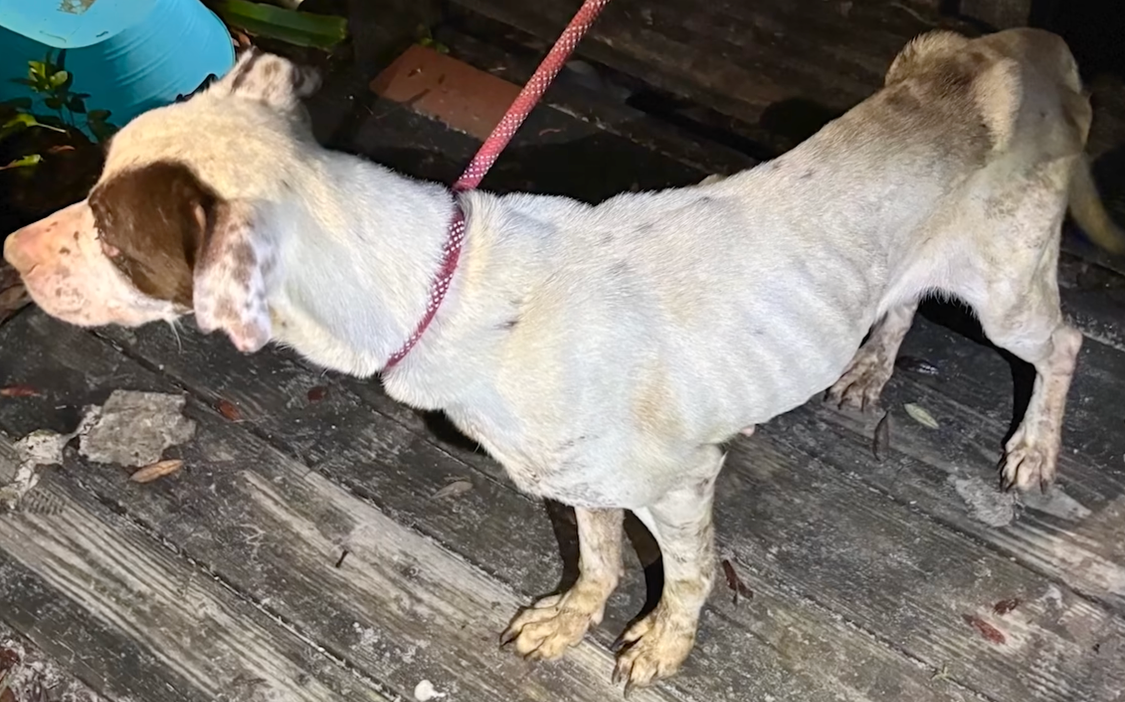 One picture taken by the PCSO shows an emaciated dog, which had been left with little food and water for weeks