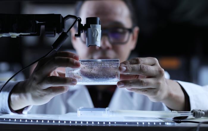 O Dr. Paul Sabandal, professor assistente da Universidade do Texas em L Passo, examina moscas frutas sob um microscópio. Sabandal e seus colegas descobriram que os efeitos impulsivos das moscas que consomem cafeína à noite eram mais claras nas mulheres.