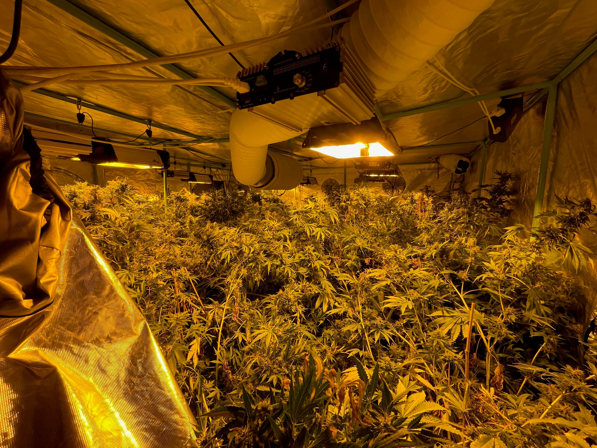 More than 180 cannabis plants were discovered inside Alan Wilkinson's former home