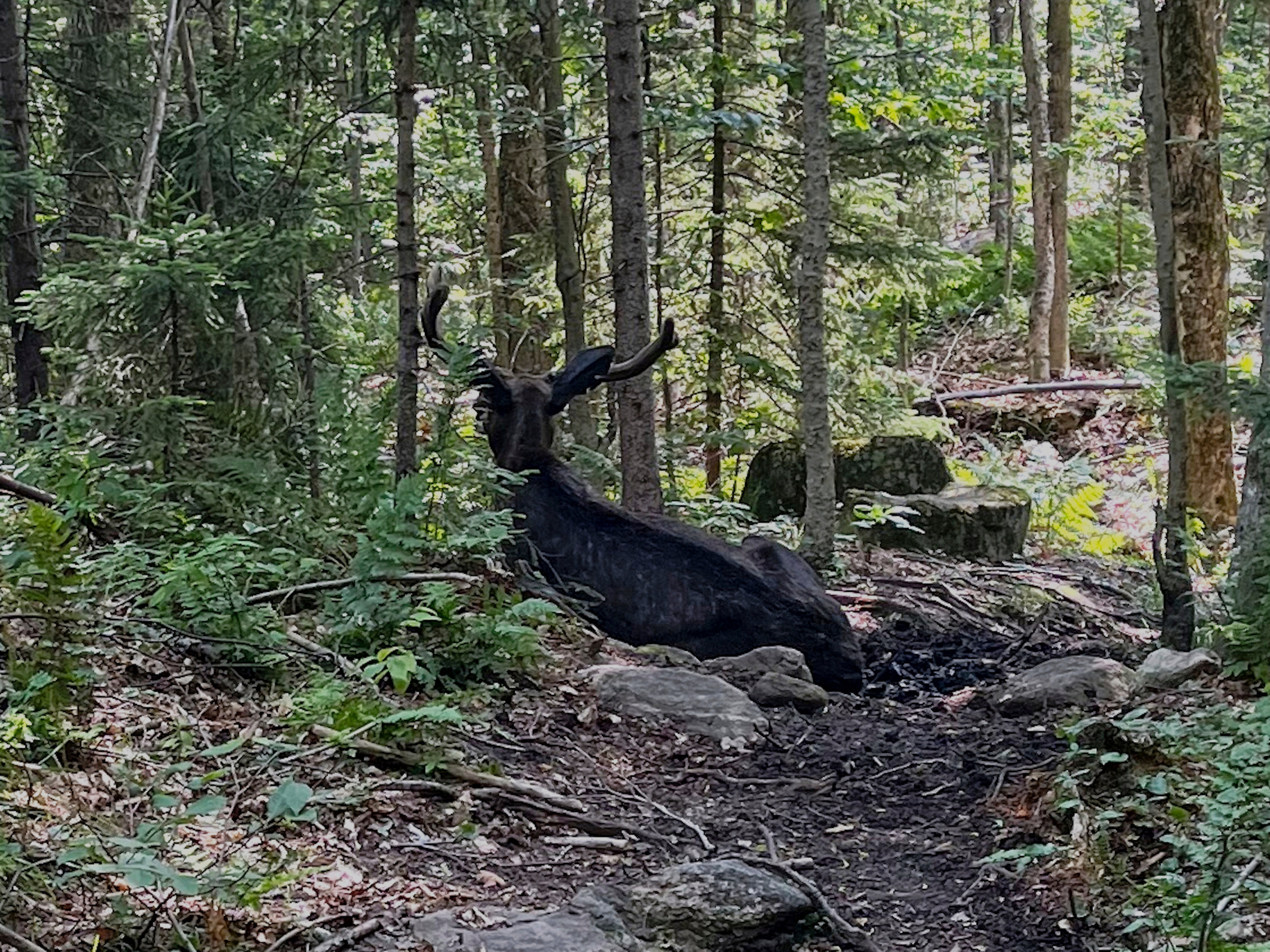 Moose Blocks Trail