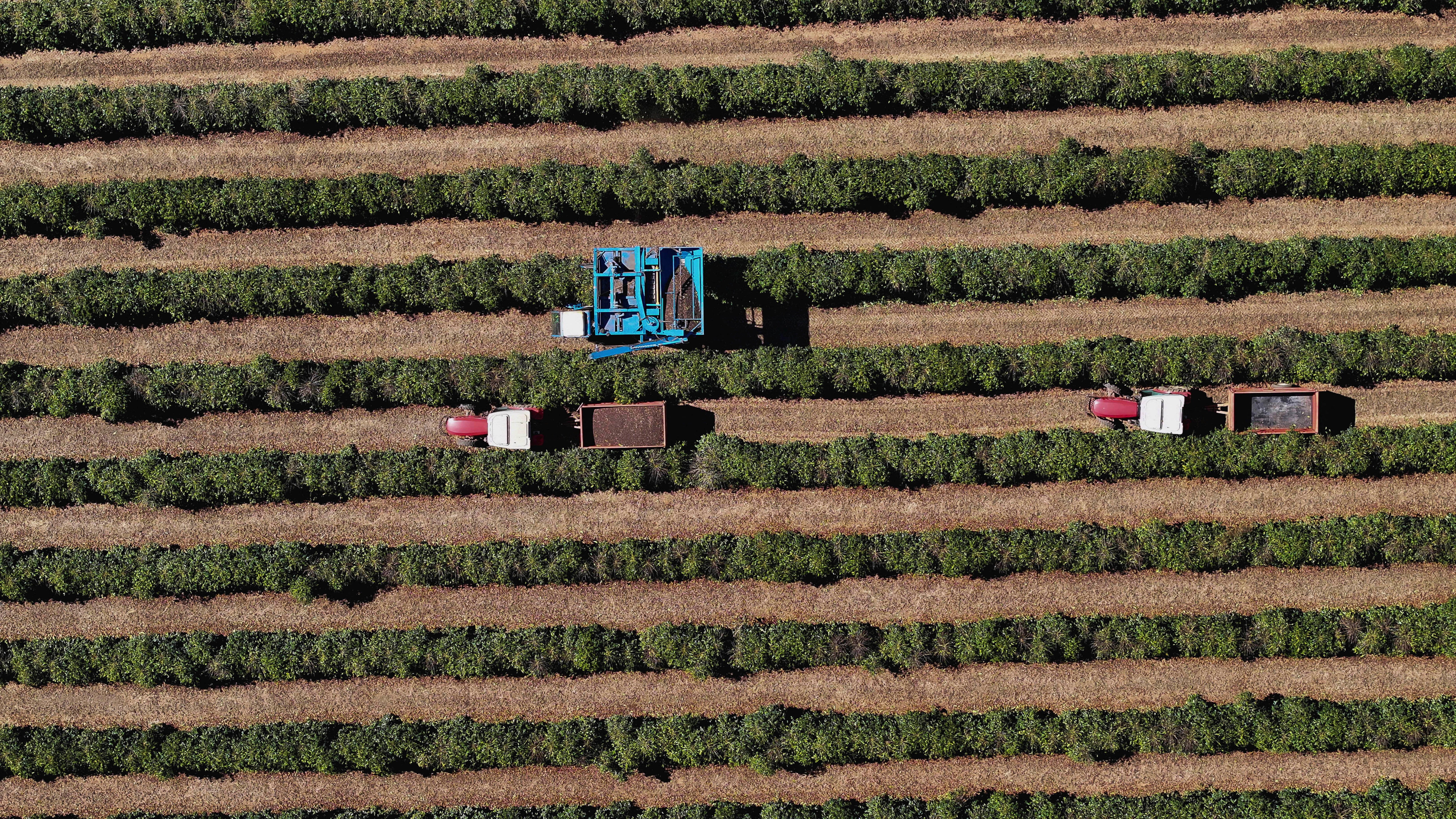 The US imports most of its coffee from Brazil, meaning it will likely face shortages or higher prices due to the 50 percent tariff