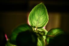 How basil could help prevent cancer, diabetes and heart disease