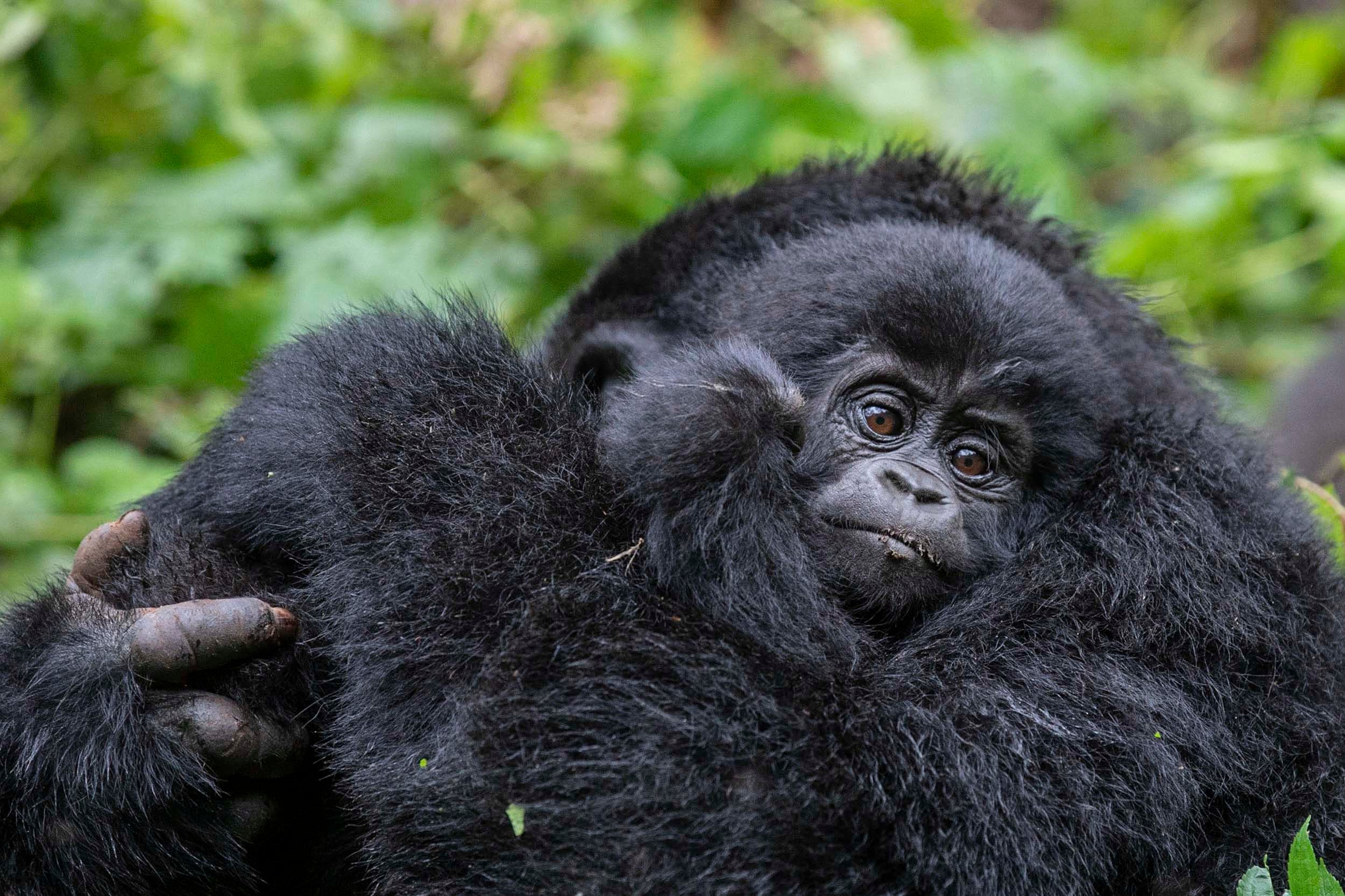 Saved by tourism? Gorilla tracking in Africa generates income