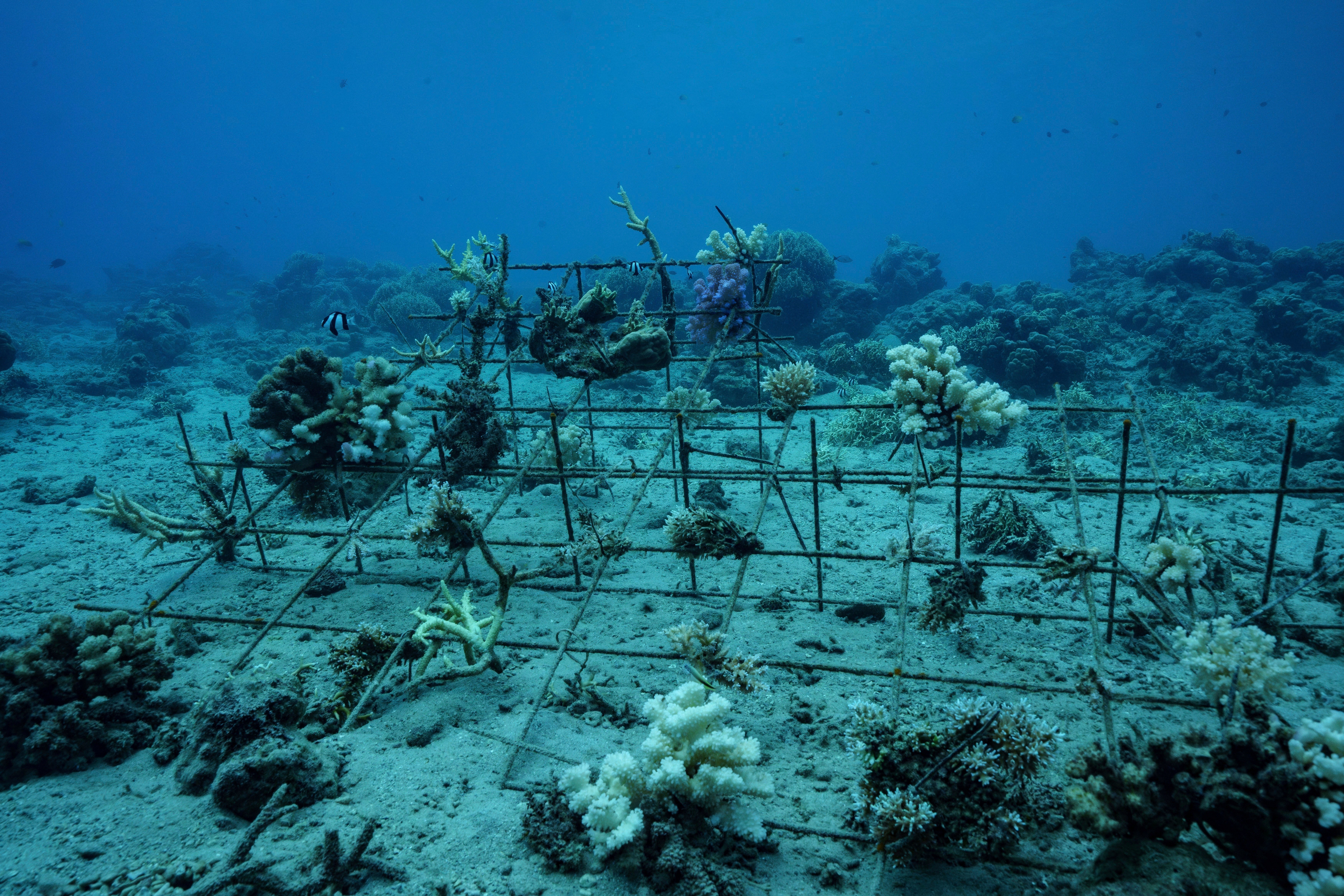 Climate Vanuatu Underwater Photo Gallery