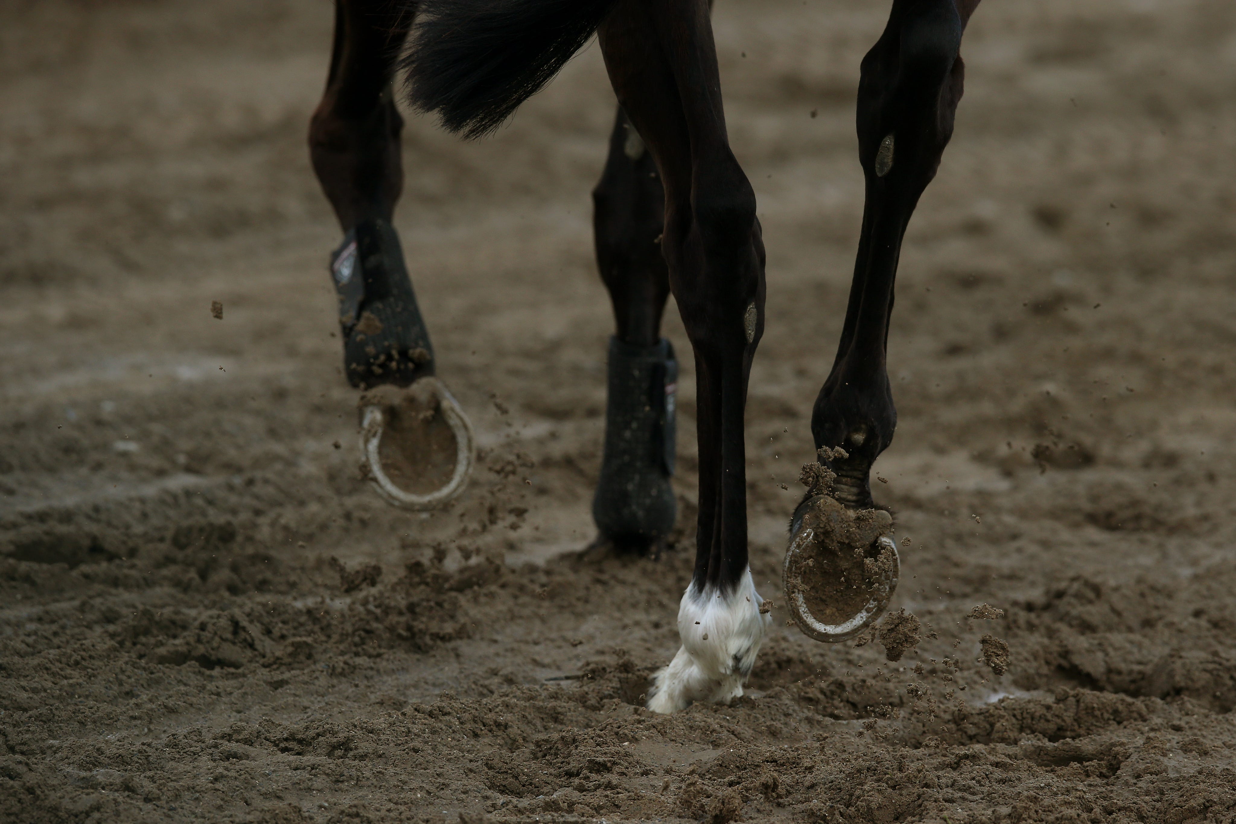 Koně sdílejí srdeční anatomii a vzorce nemocí, které úzce zrcadlují naše vlastní