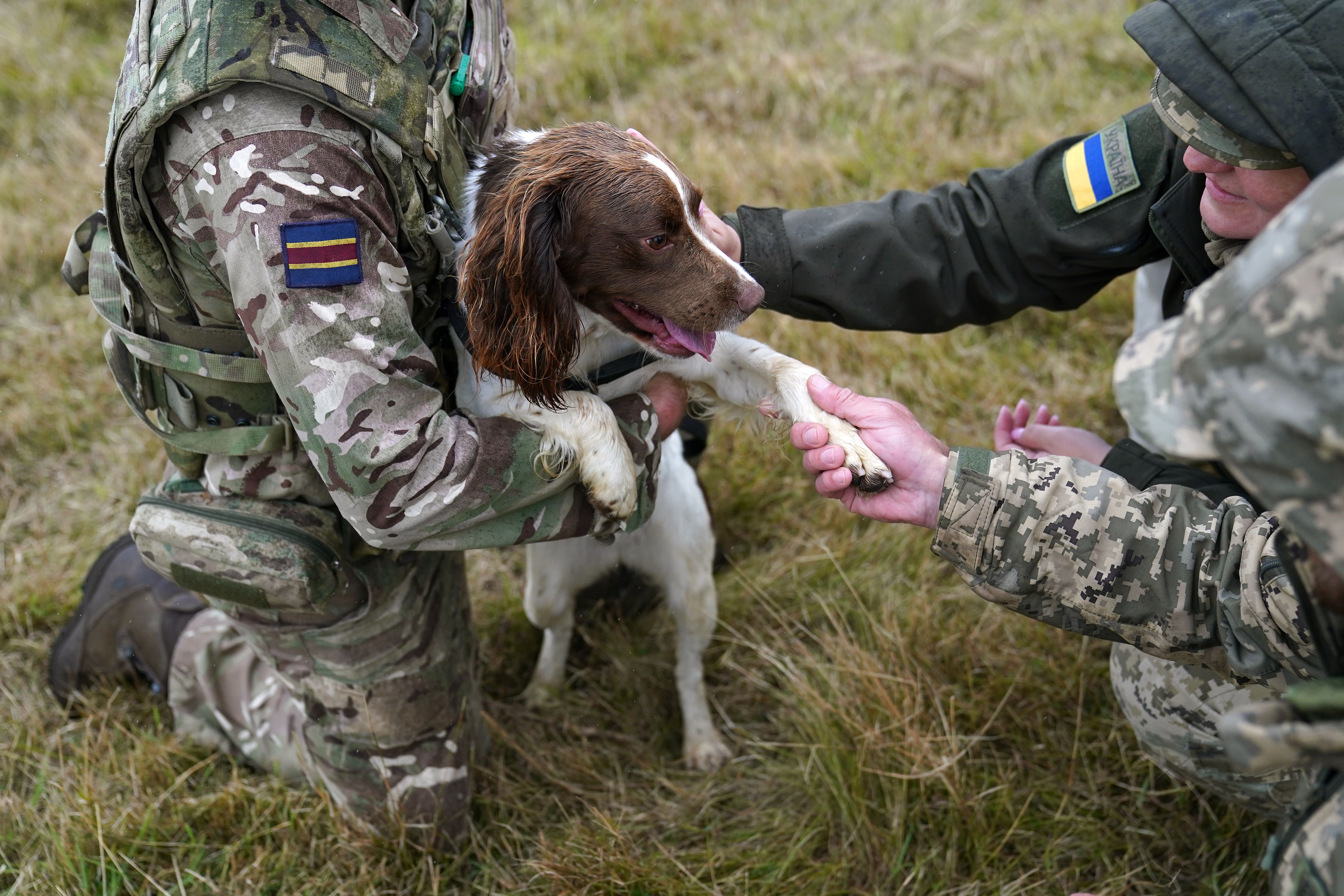 Service personnel will find it easier to own pets under new rules introduced this week (Joe Giddens/PA)