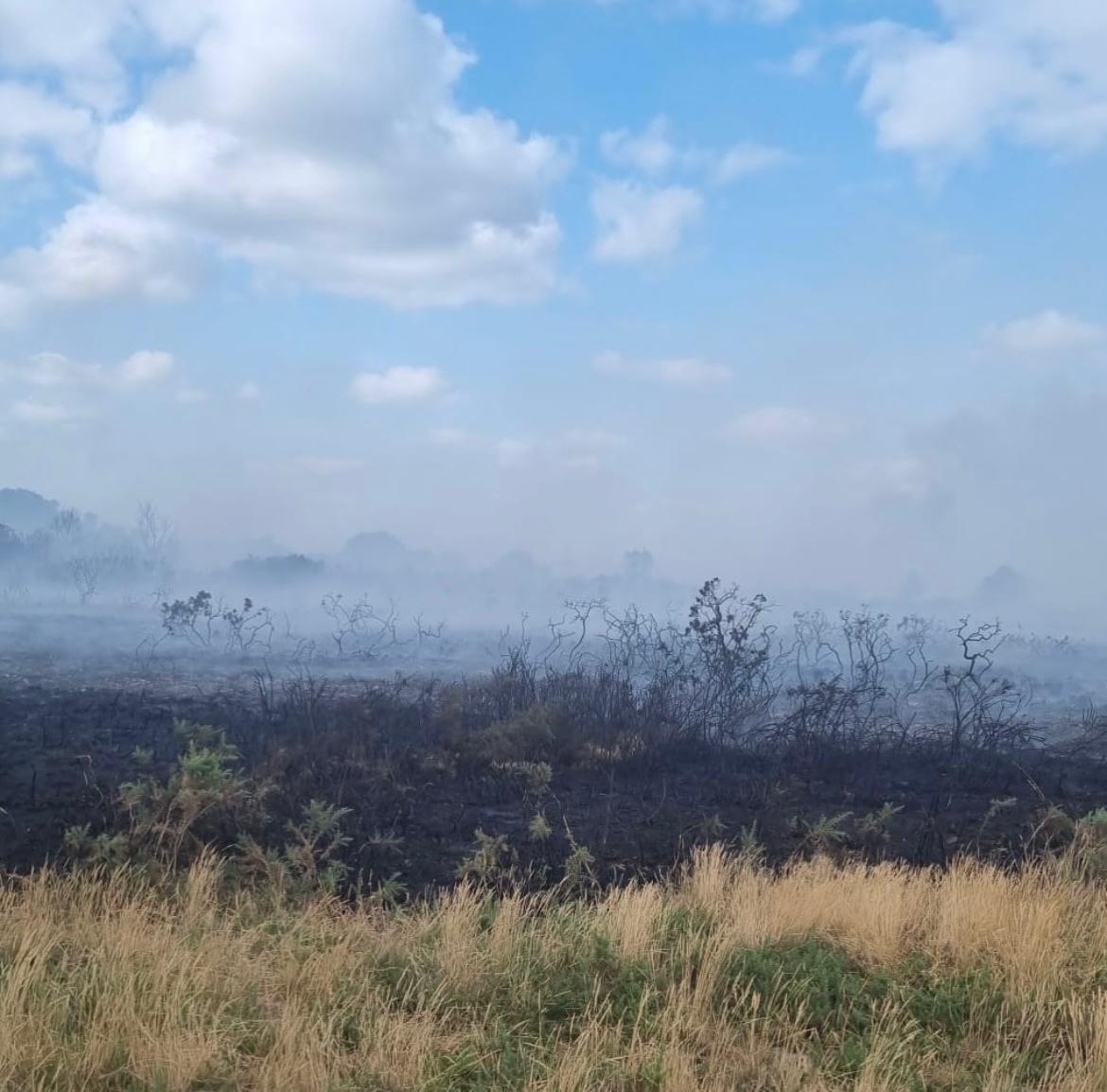 One dog walker described the scene as like ‘a horror movie’