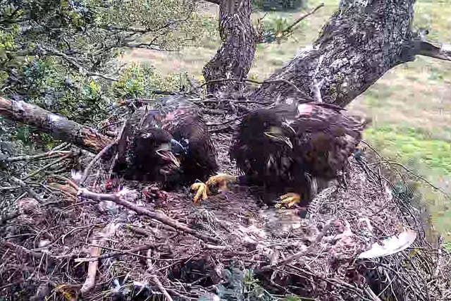 <p>Two white-tailed eagle chicks have fledged from a nest in Sussex (Forestry England/PA)</p>