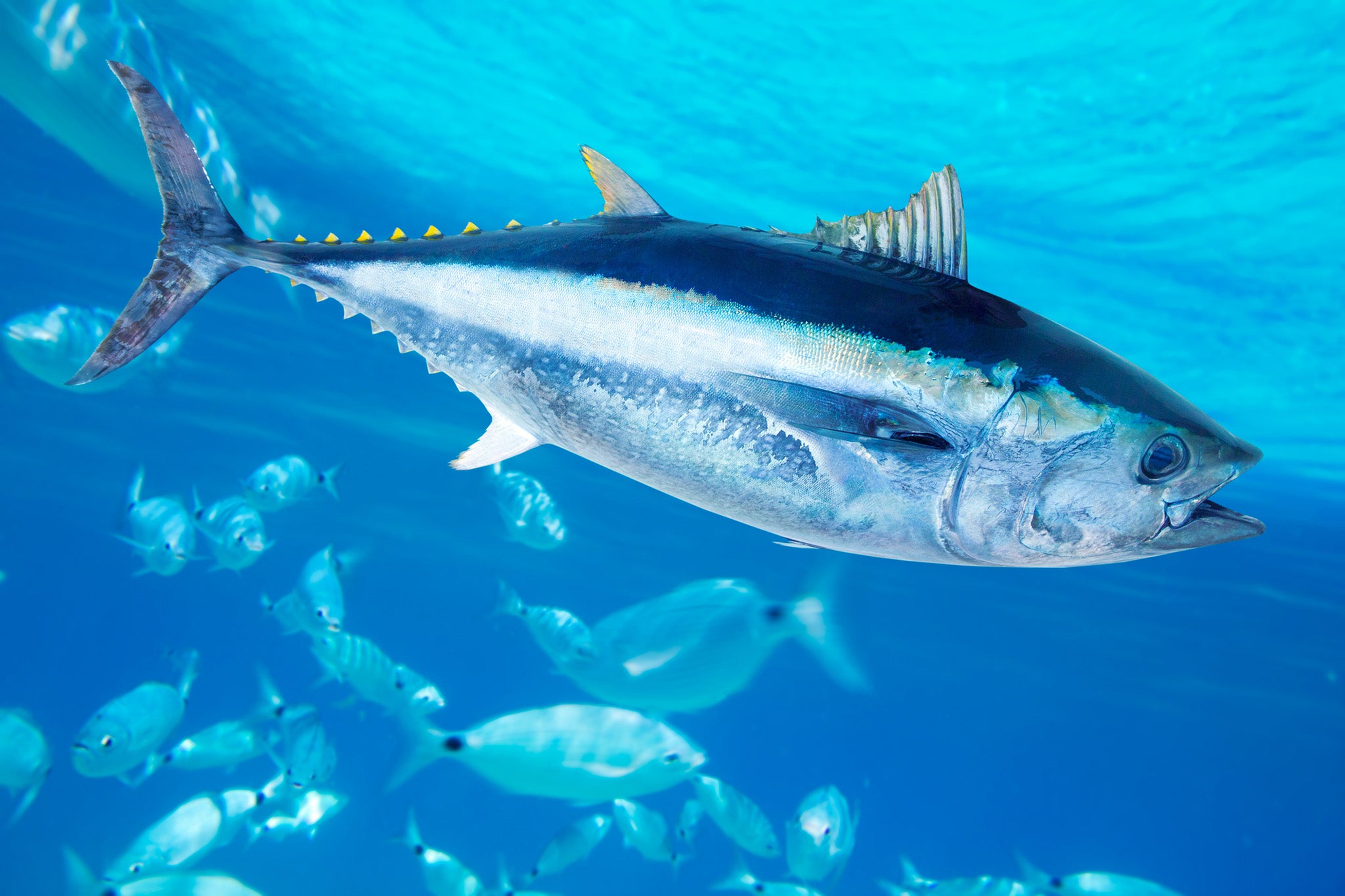 Meanwhile, stocks of bluefin tuna are increasing in numbers