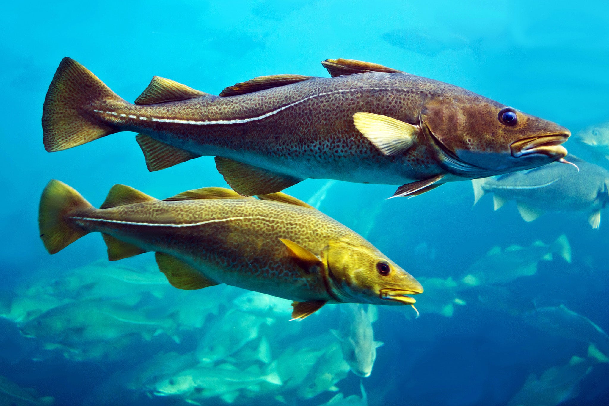 Experts have warned cod from British waters are moving north to find cooler seas