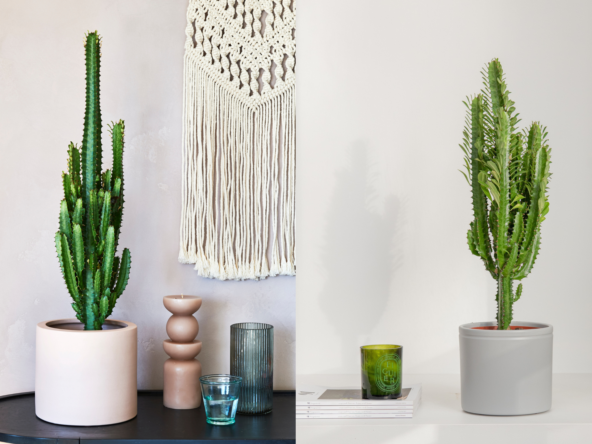 cactus beards and daisies