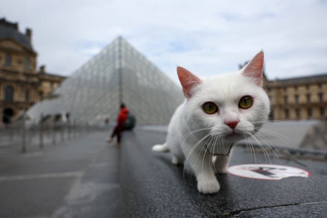 <p>Cats have been found to develop dementia in a similar way to humans</p>