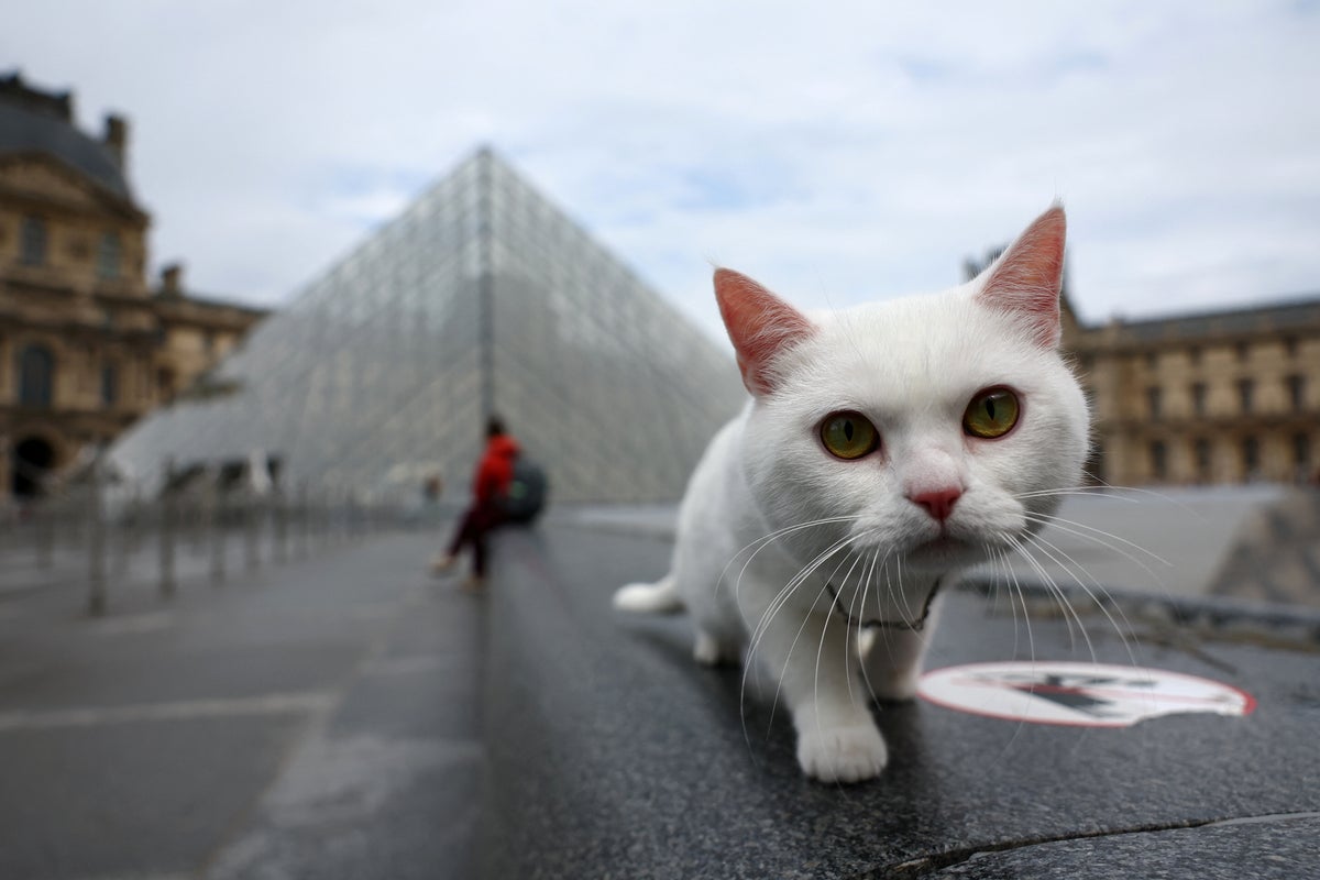 Cats develop dementia in a similar way to humans, study finds Cats develop dementia in a similar way to humans, study finds