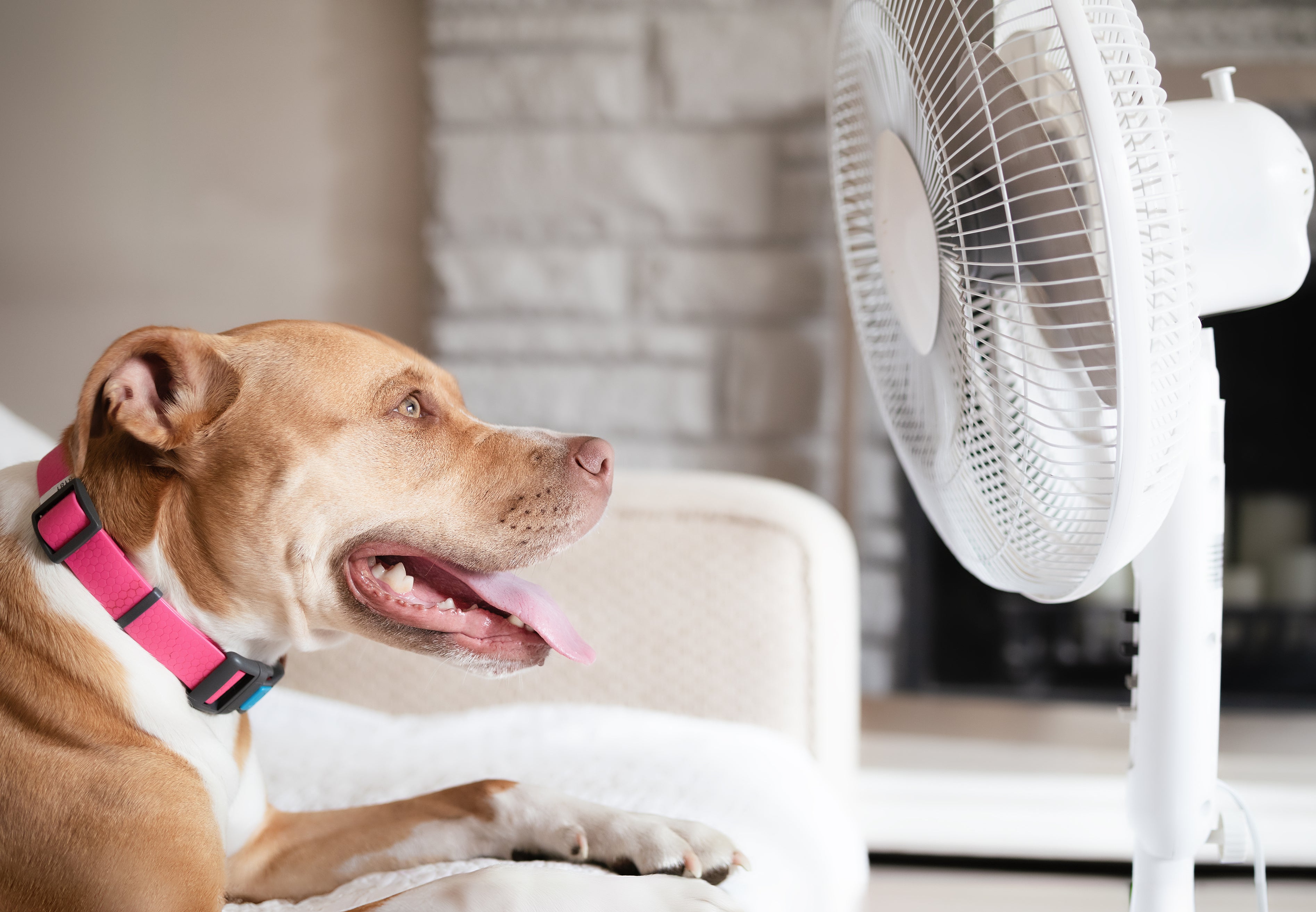 Vets issue tips for keeping pets cool during UK heatwave