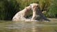Polar bears cool down with dip in lake at Yorkshire Wildlife Park as UK braces another heatwave