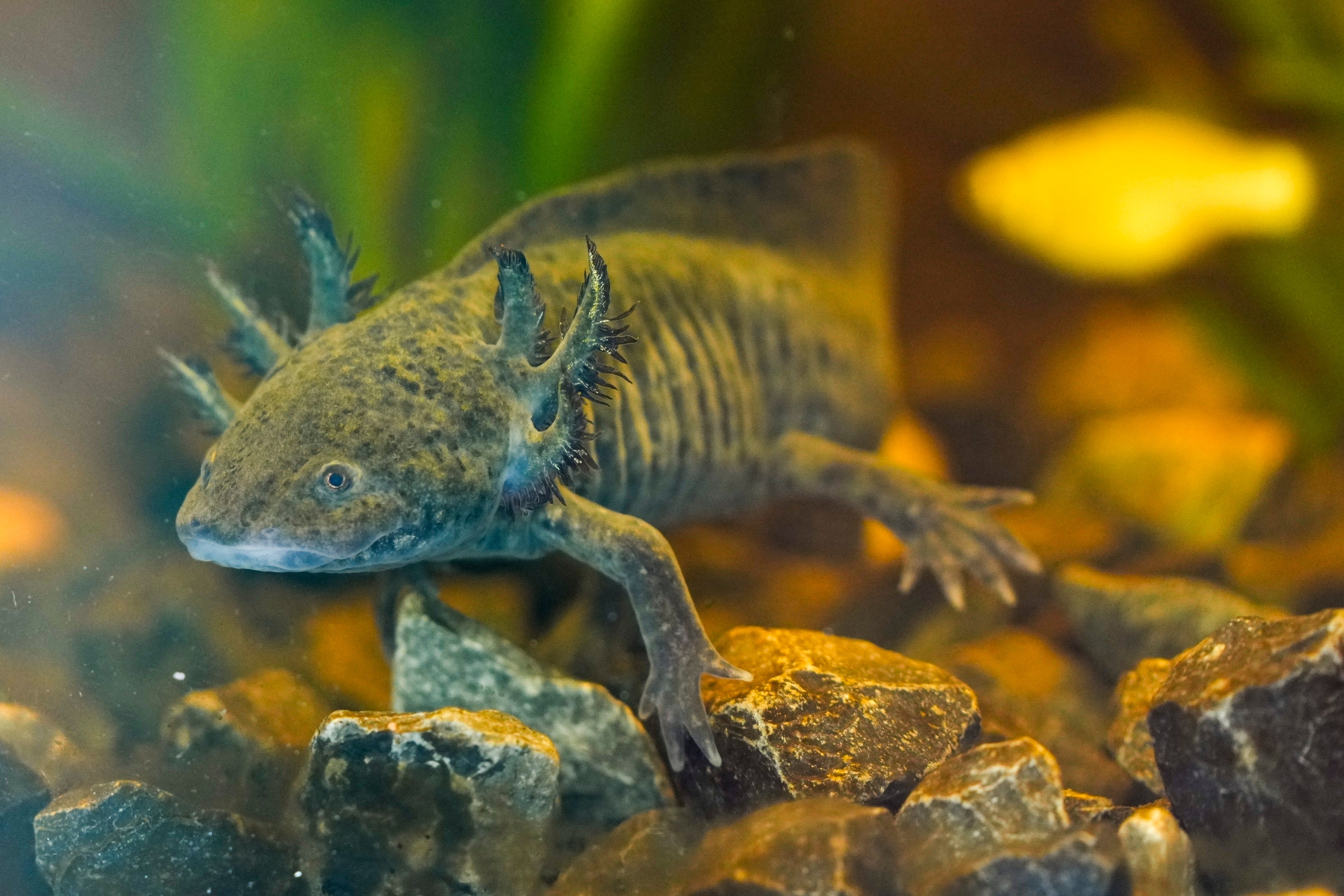 Mexico Axolotl