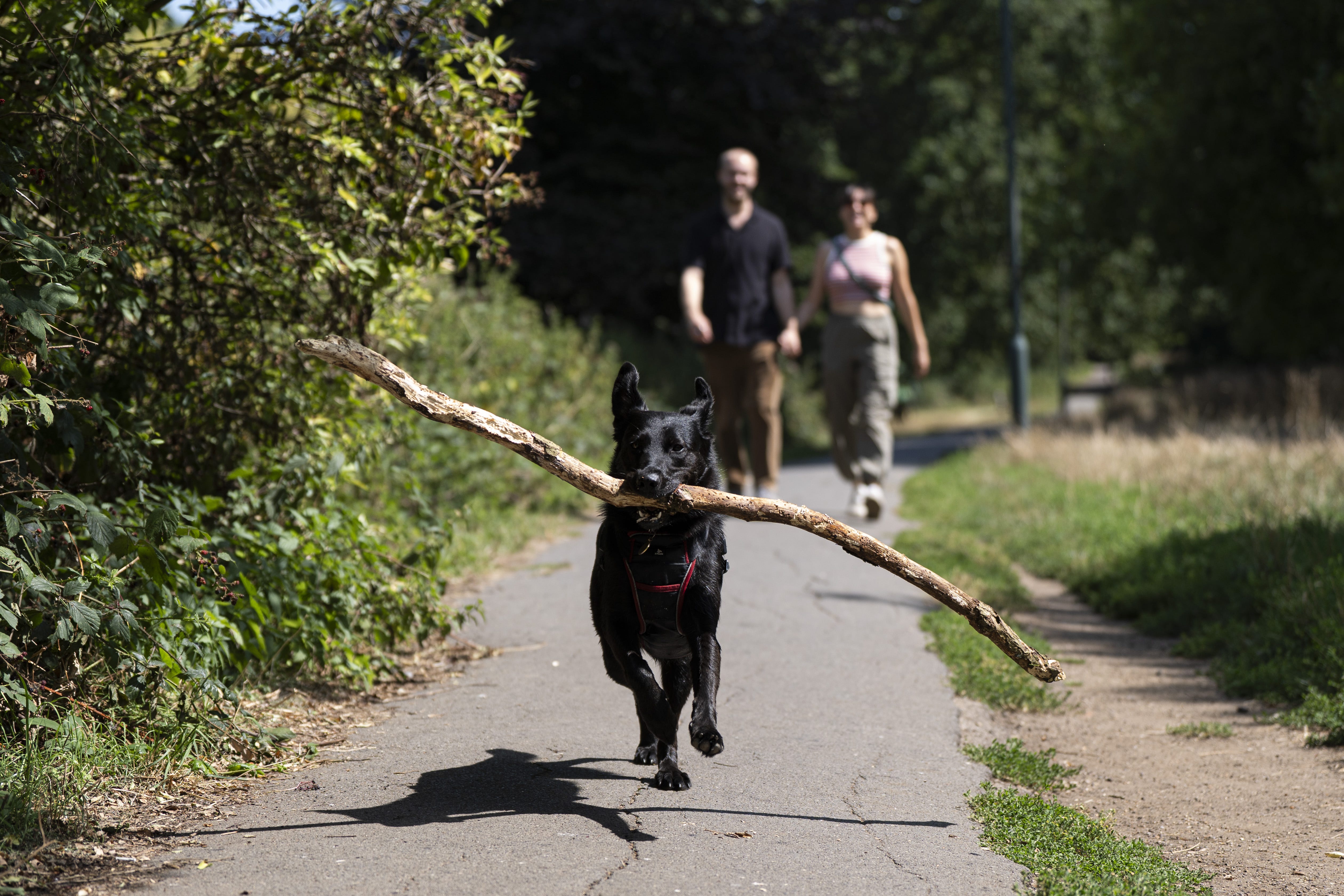 A dog in Barnes, London. Temperatures will soar above 30C in parts of the UK in the coming days, with another heatwave possible in some areas. Picture date: Monday August 11, 2025.
