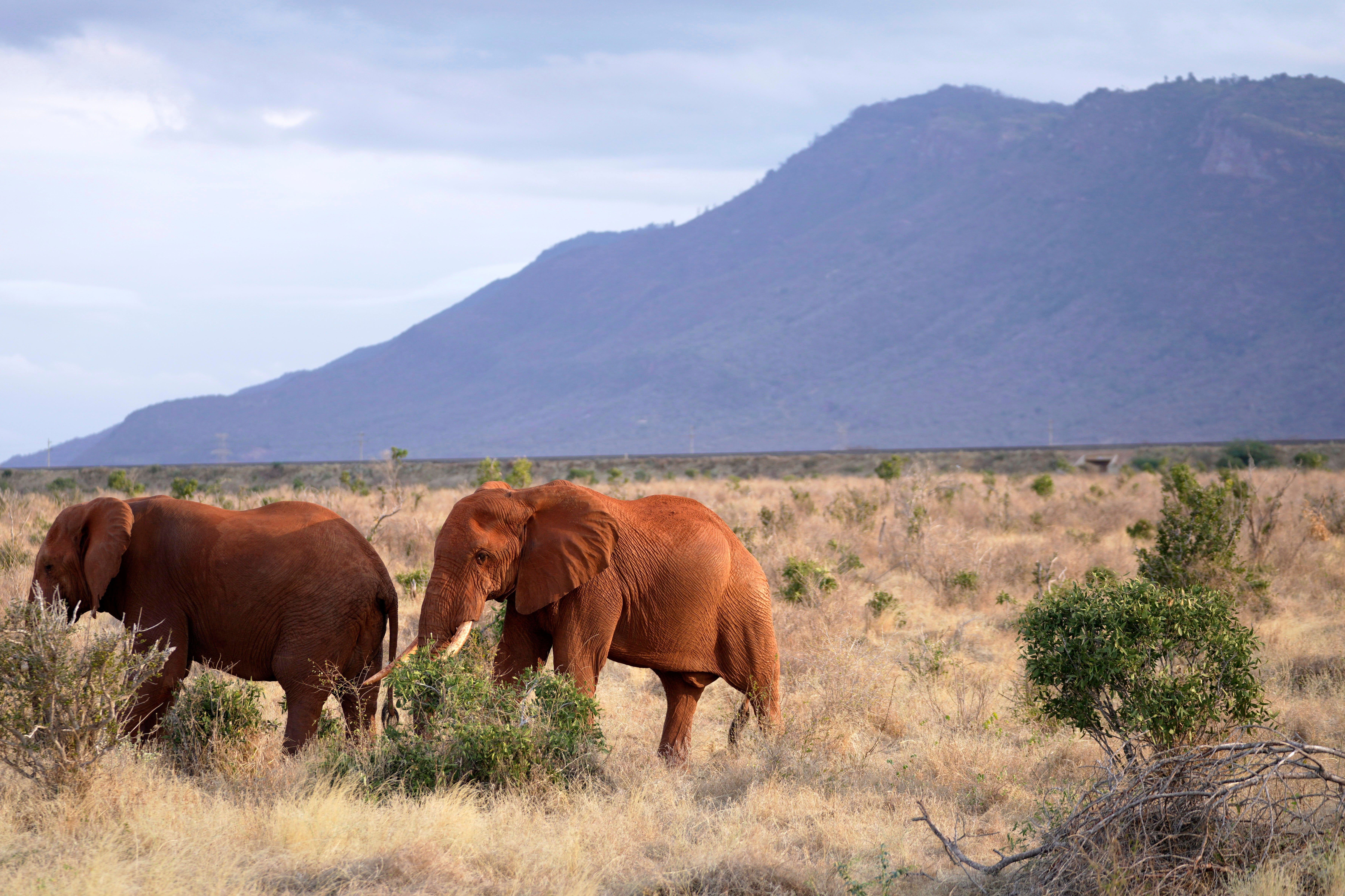 Sesame plants produce a scent that actively repels elephants