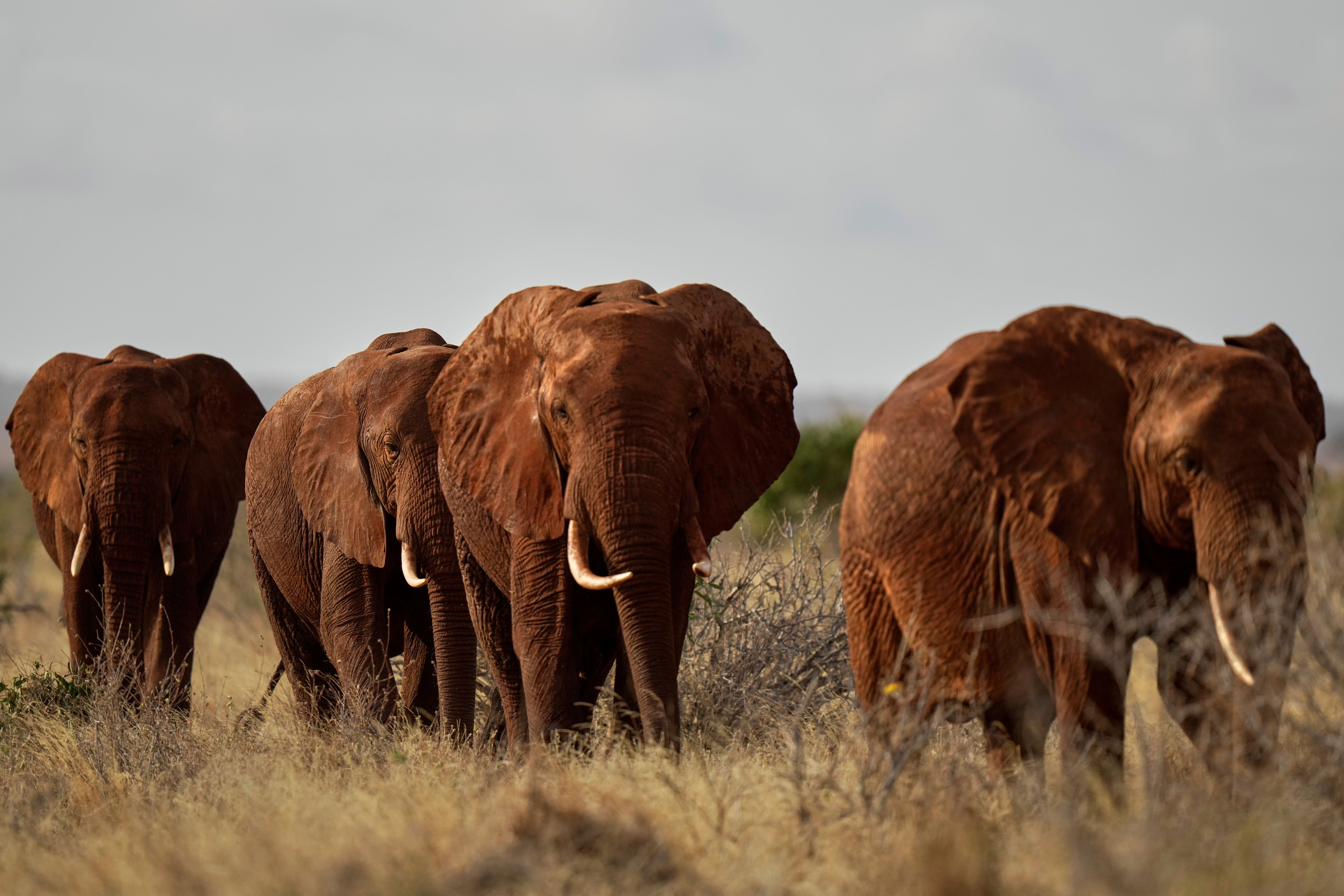 <p>Elephants roam in Tsavo West National Park, near Voi town in Taita-Taveta County, Kenya, on Aug. 7, 2025. (AP Photo/Brian Inganga)</p>