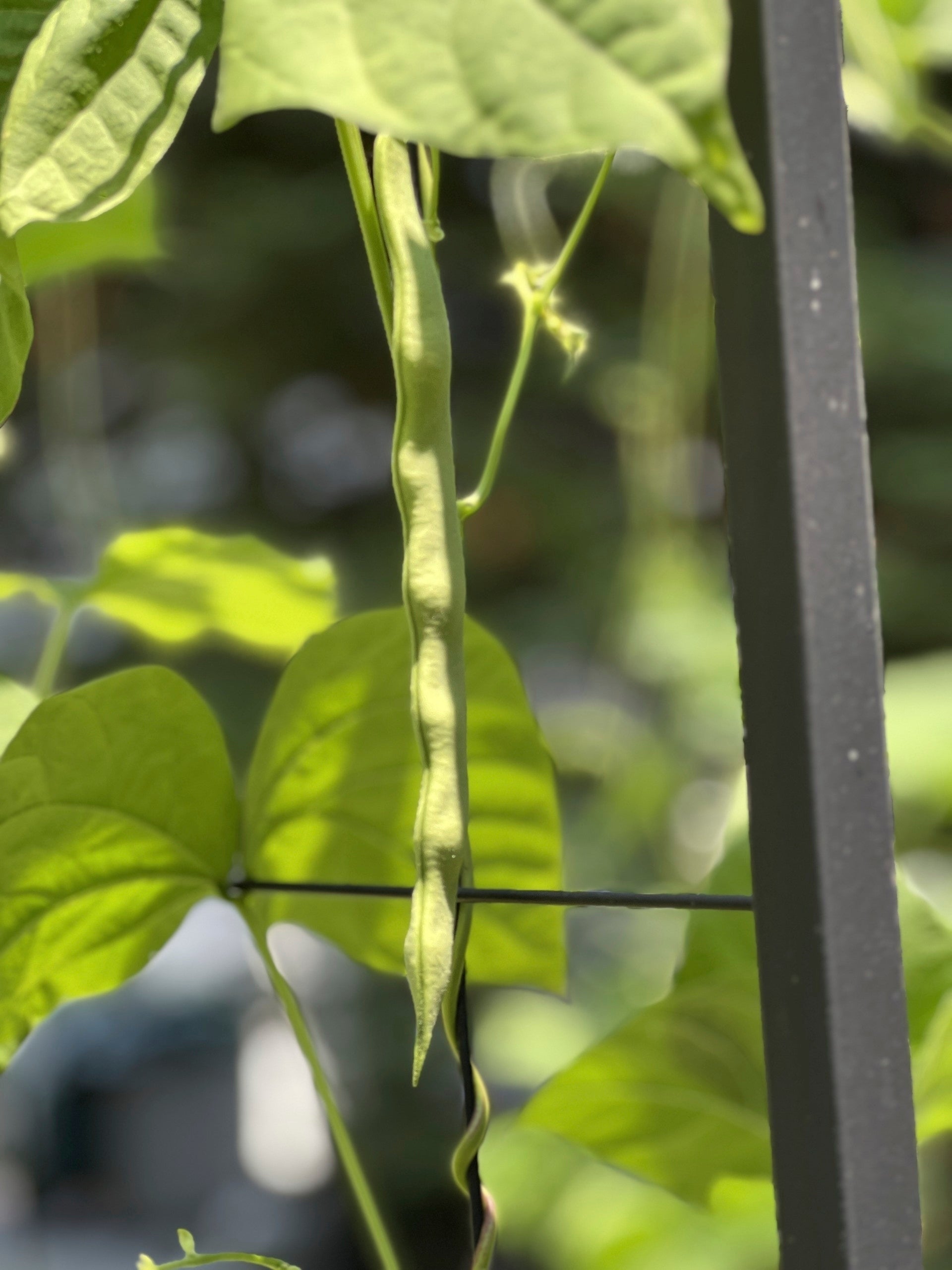 Gardening-When to Harvest