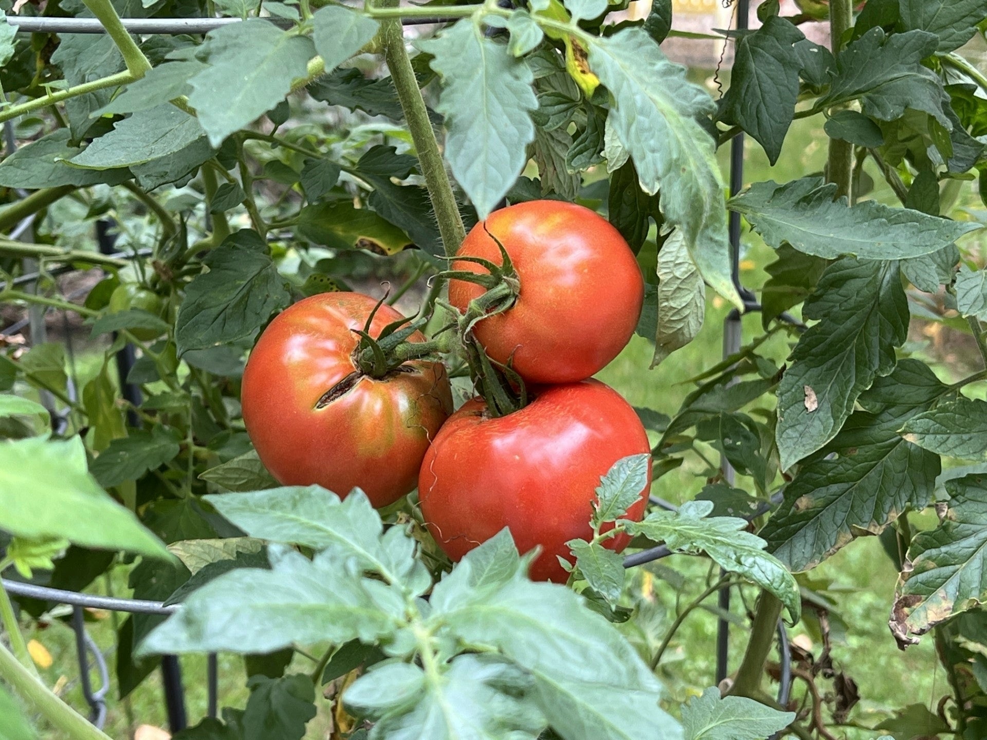 How to tell when your garden veggies are ripe for harvesting