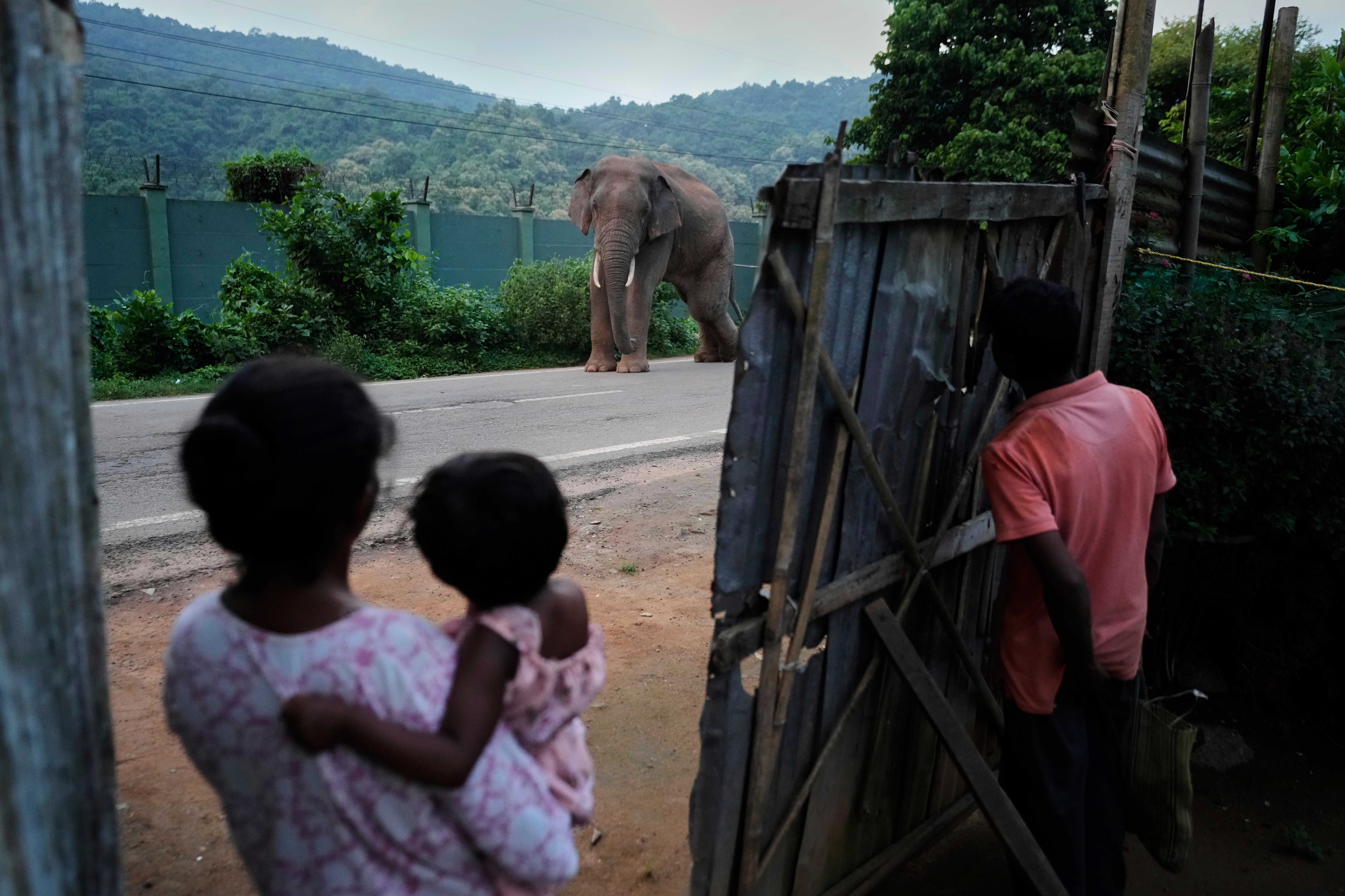 India World Elephant Day Photo Gallery