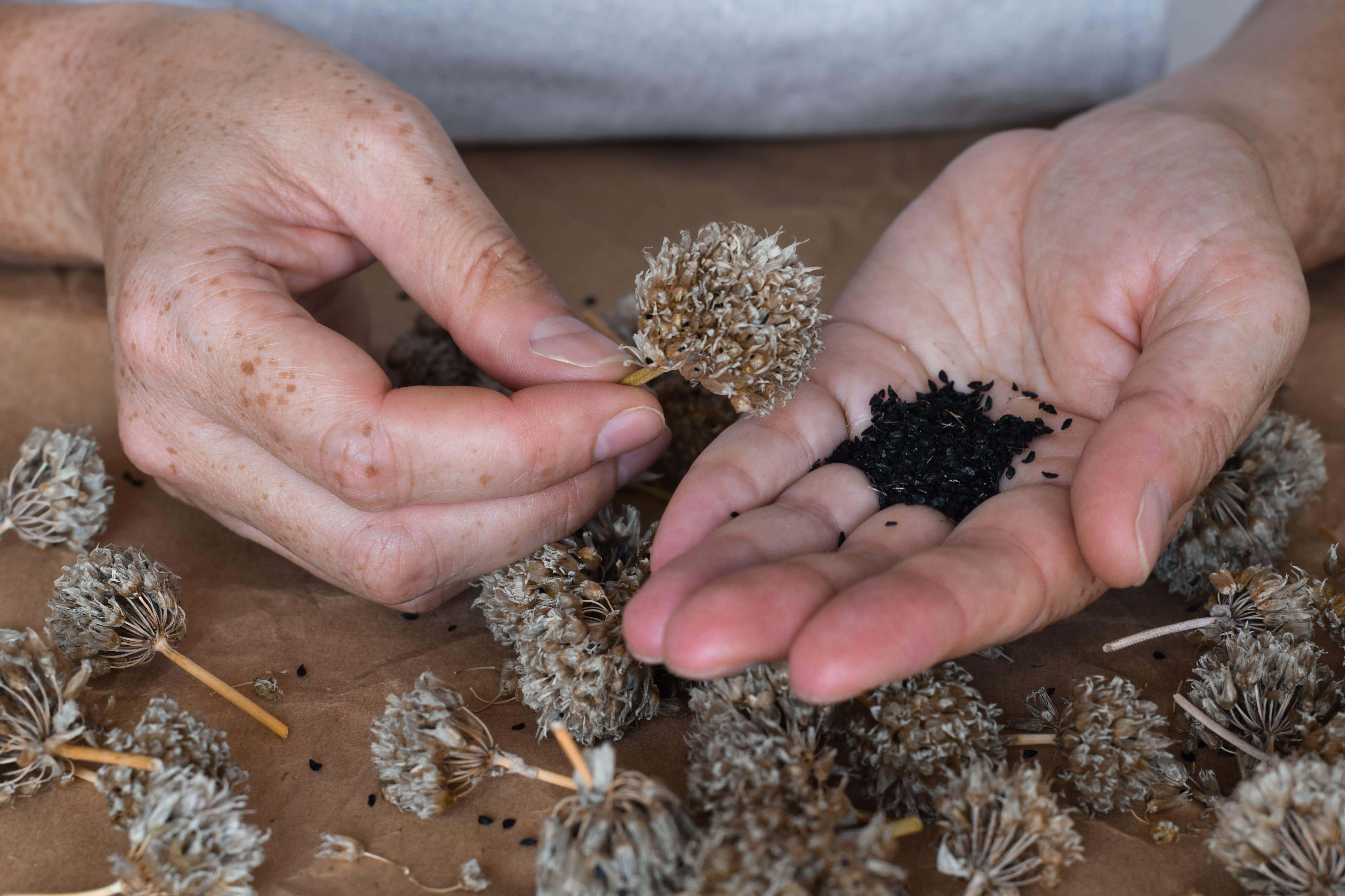 Seeds can give you plants for free (Alamy/PA)