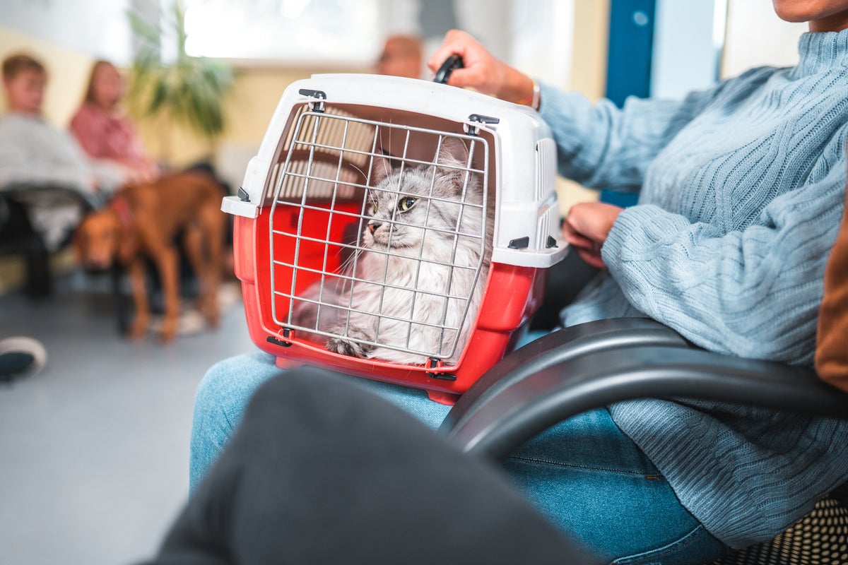 Eight subtle signs your cat may have dementia – and what to do if you spot one Eight subtle signs your cat may have dementia – and what to do if you spot one