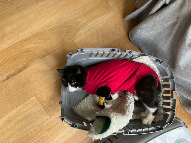 Ronnie, a black rescue cat from Liverpool, was found screaming in pain after being found with five air gun pellets in him in June, after disappearing from his home for two days