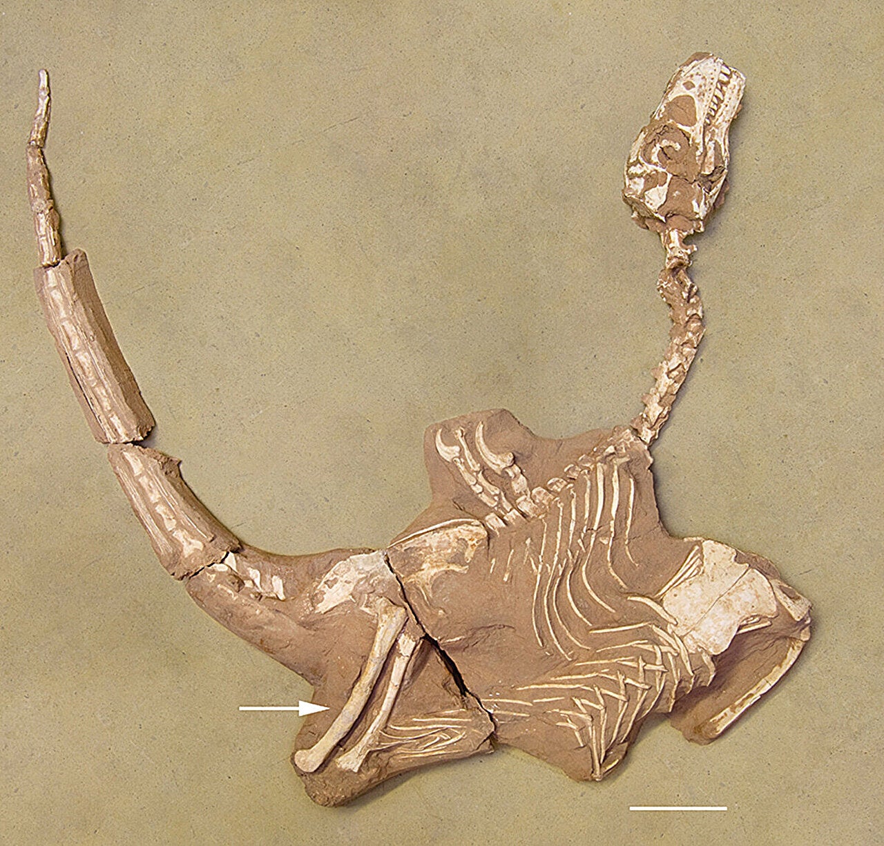 Holotype of Shri rapax sp. nov.
