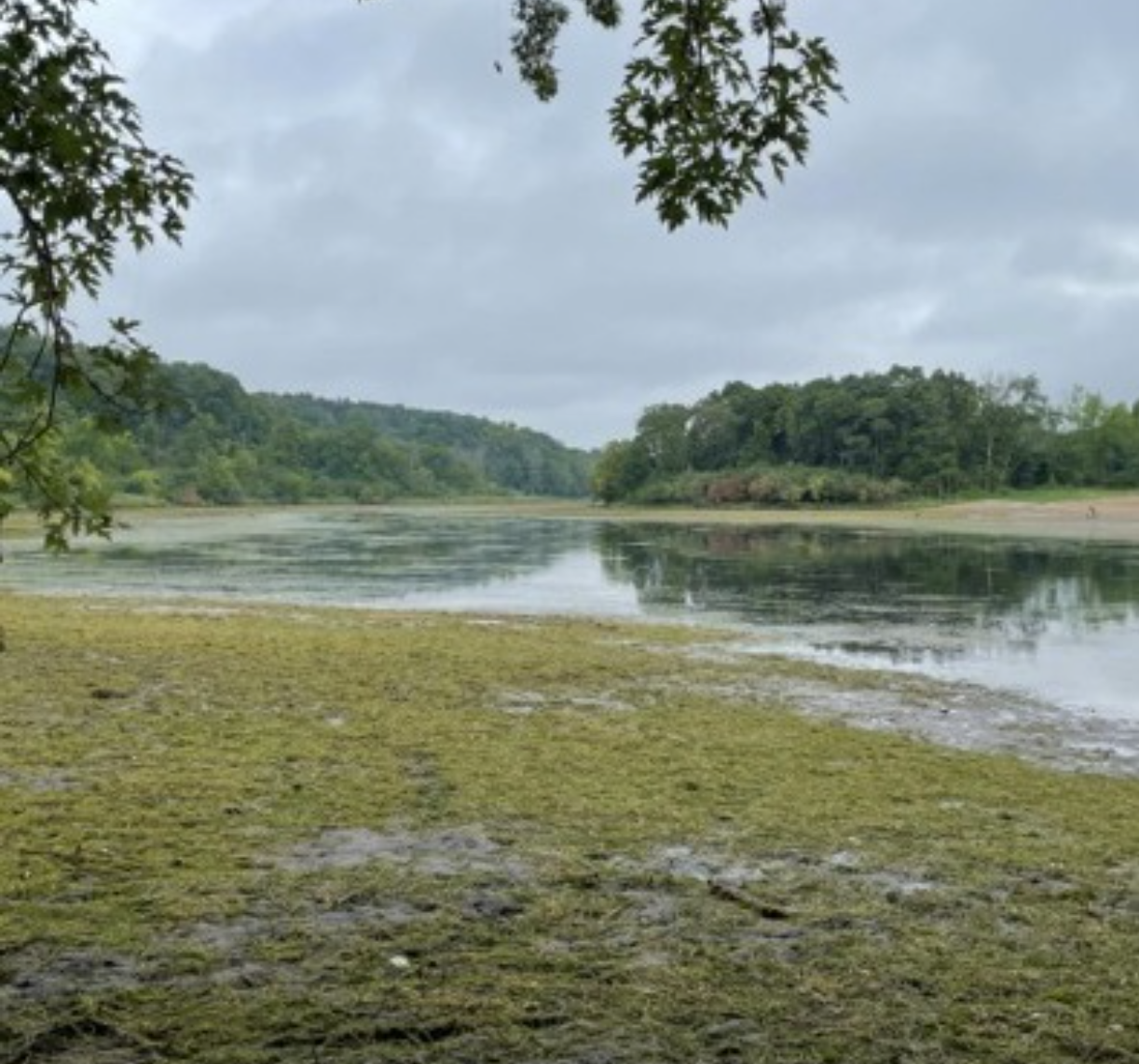A mostly-drained Alice Lake in William O'Brien State Park near the Twin Cities in Minnesota. The lake is typically around nine-feet deep, but was almost completely drained due to a water control malfunction. The lake will be restored, but it will take approximately a month before it returns to its previous levels