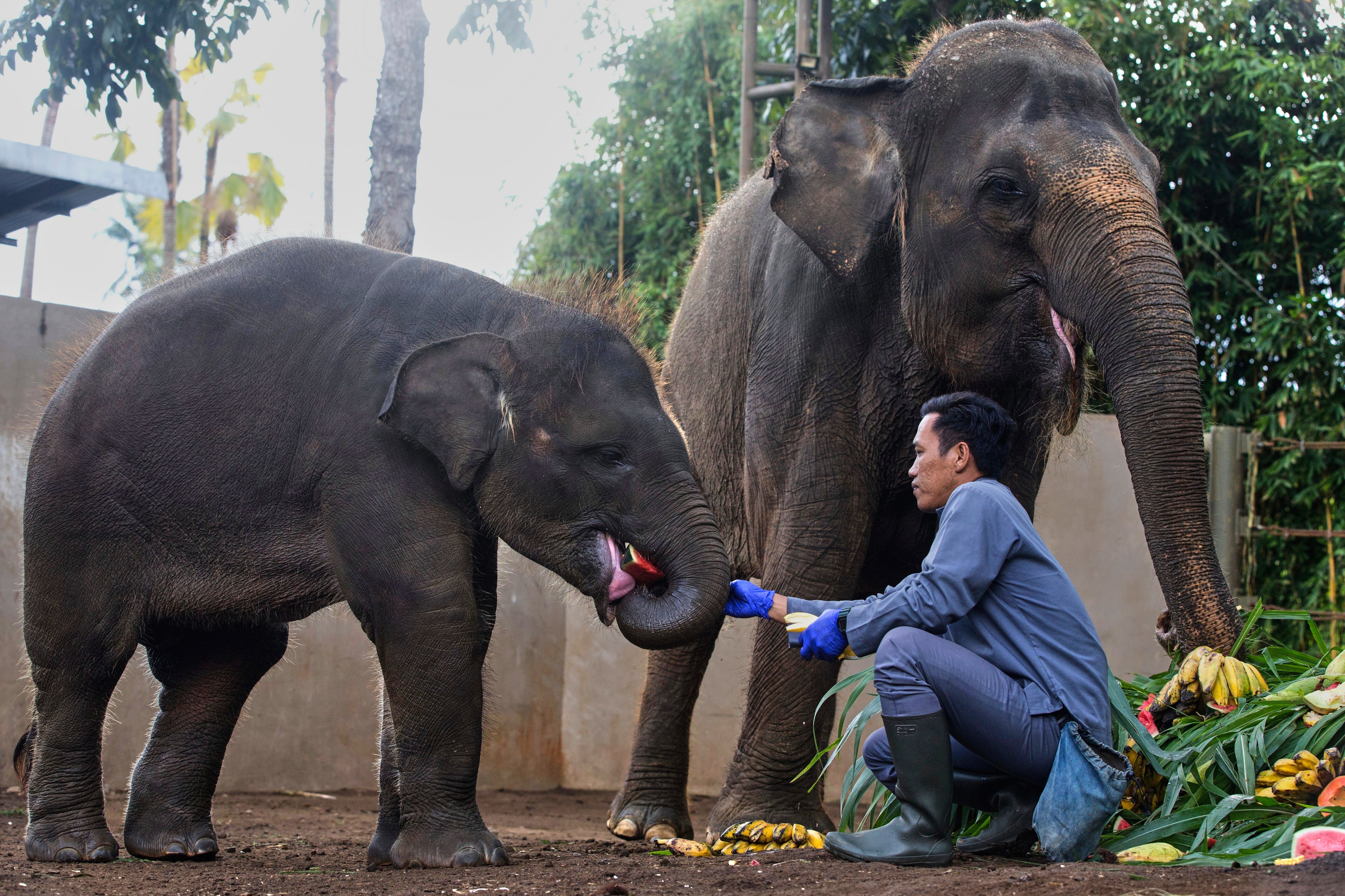 Indonesia World Elephant Day