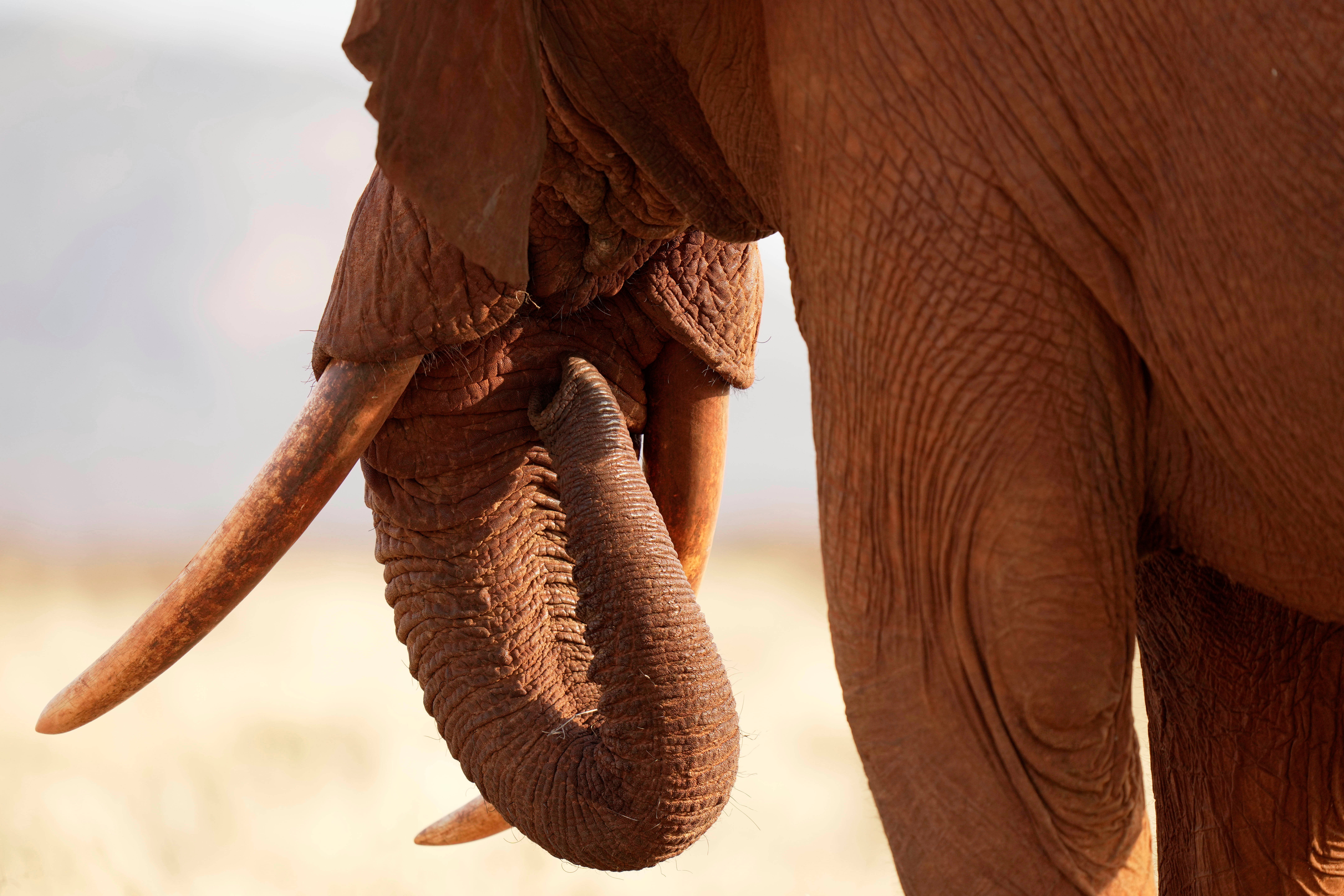 Kenya World Elephant Day