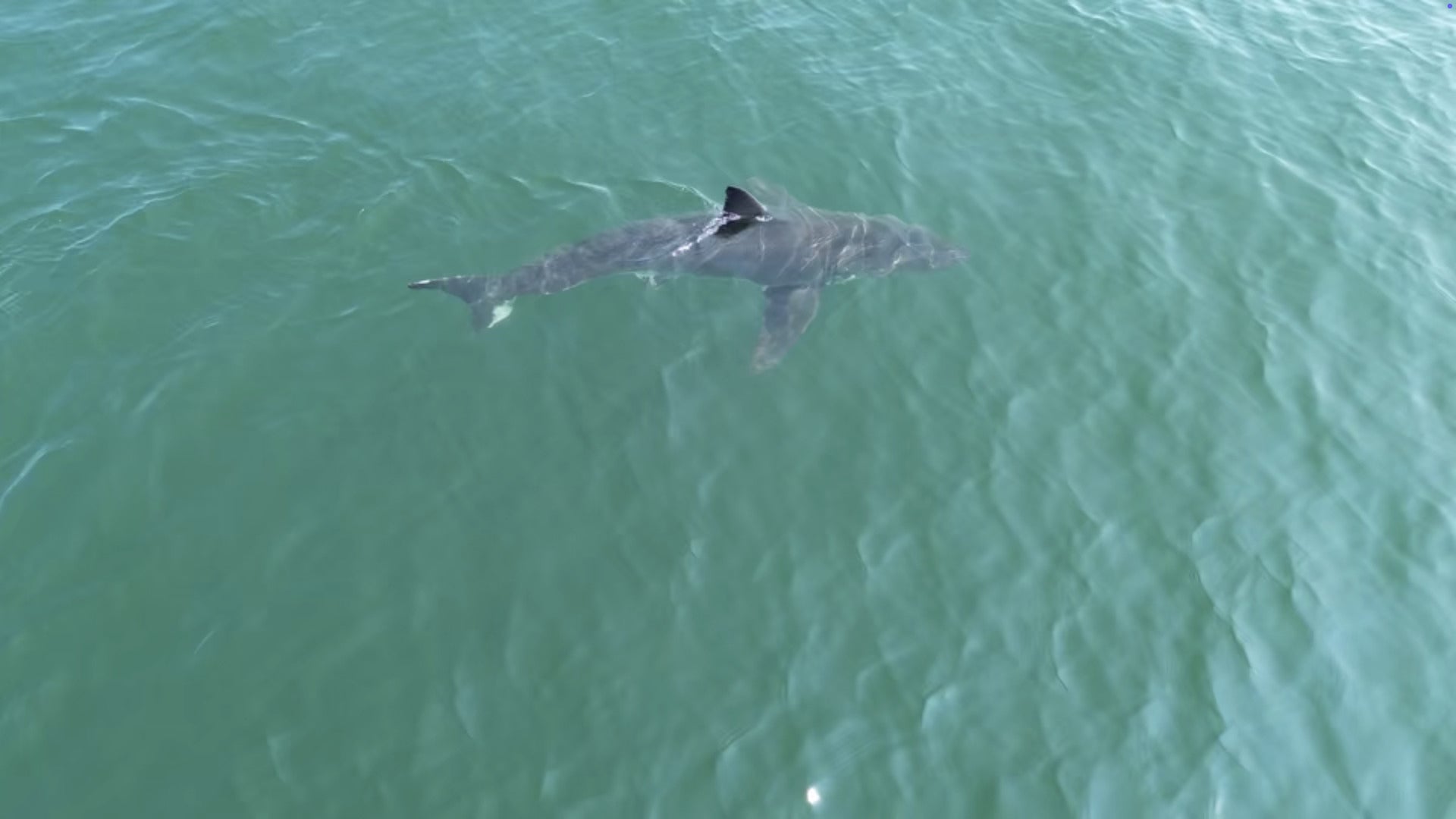 ME Sharks Going North