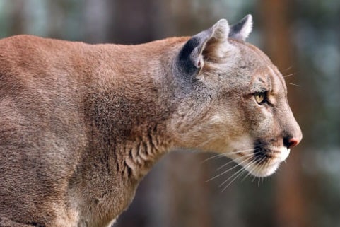 Family members helped scare off the mountain lion that attacked 11-year-old in Malibu on Sunday evening, officials said