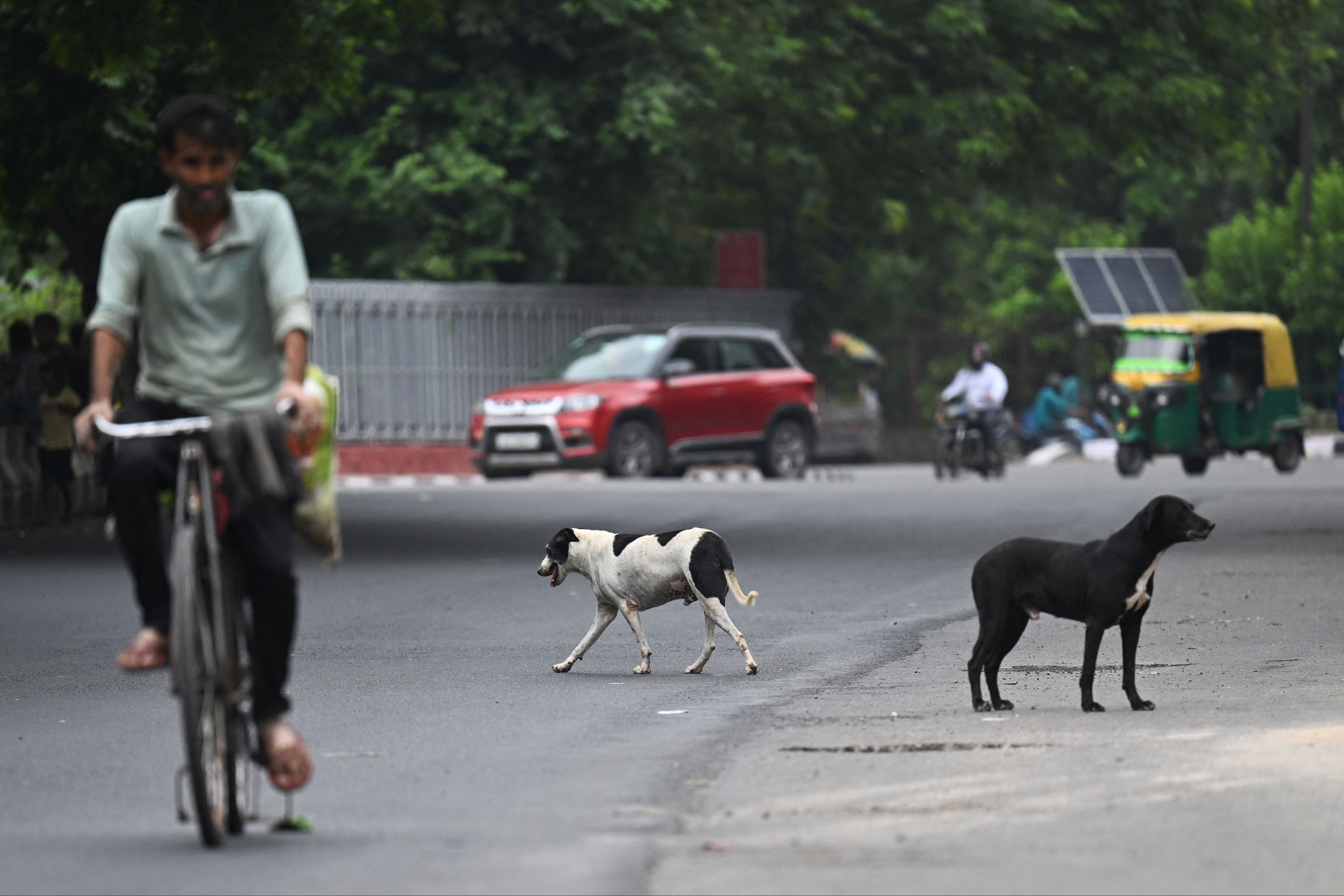File: A man rides a bicycle past street dogs in New Delhi on August 4, 2023