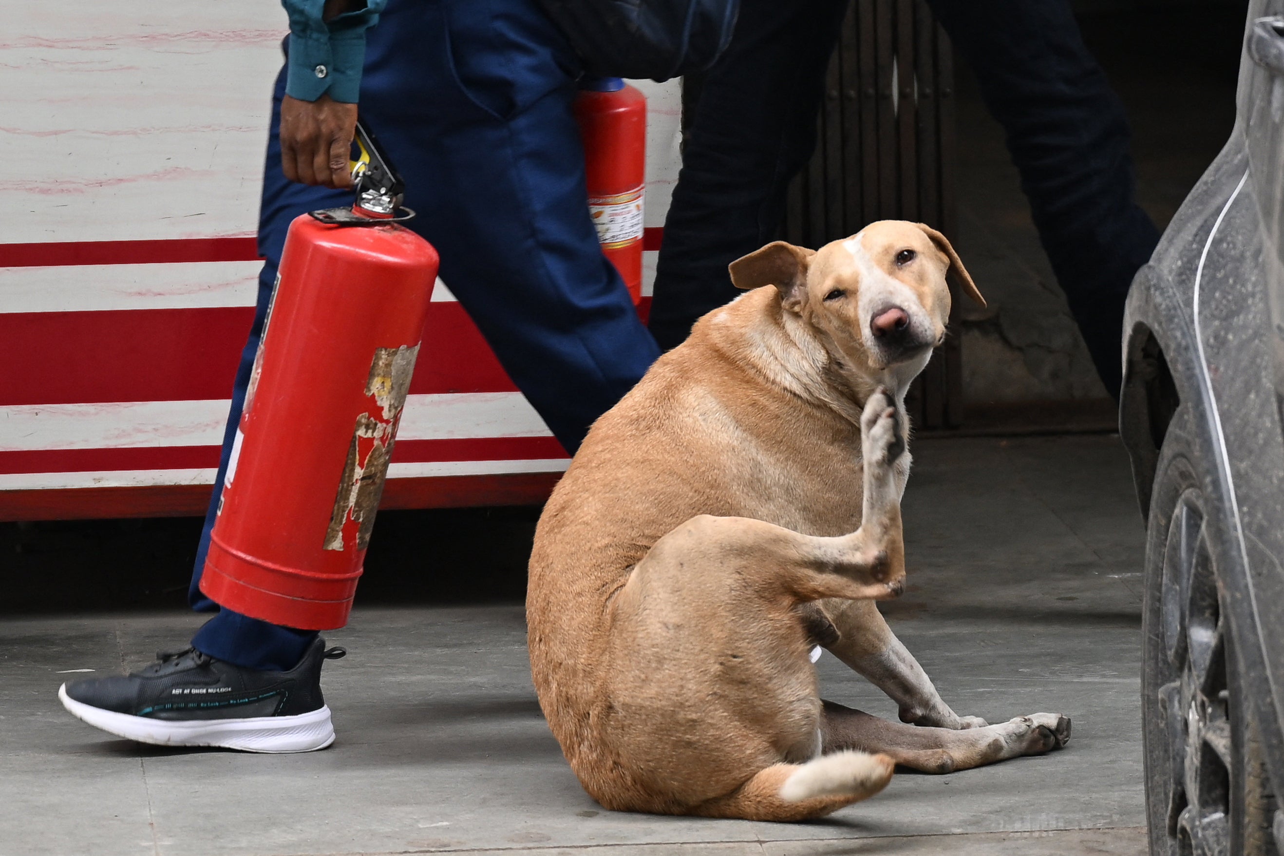 A street dog in Delhi