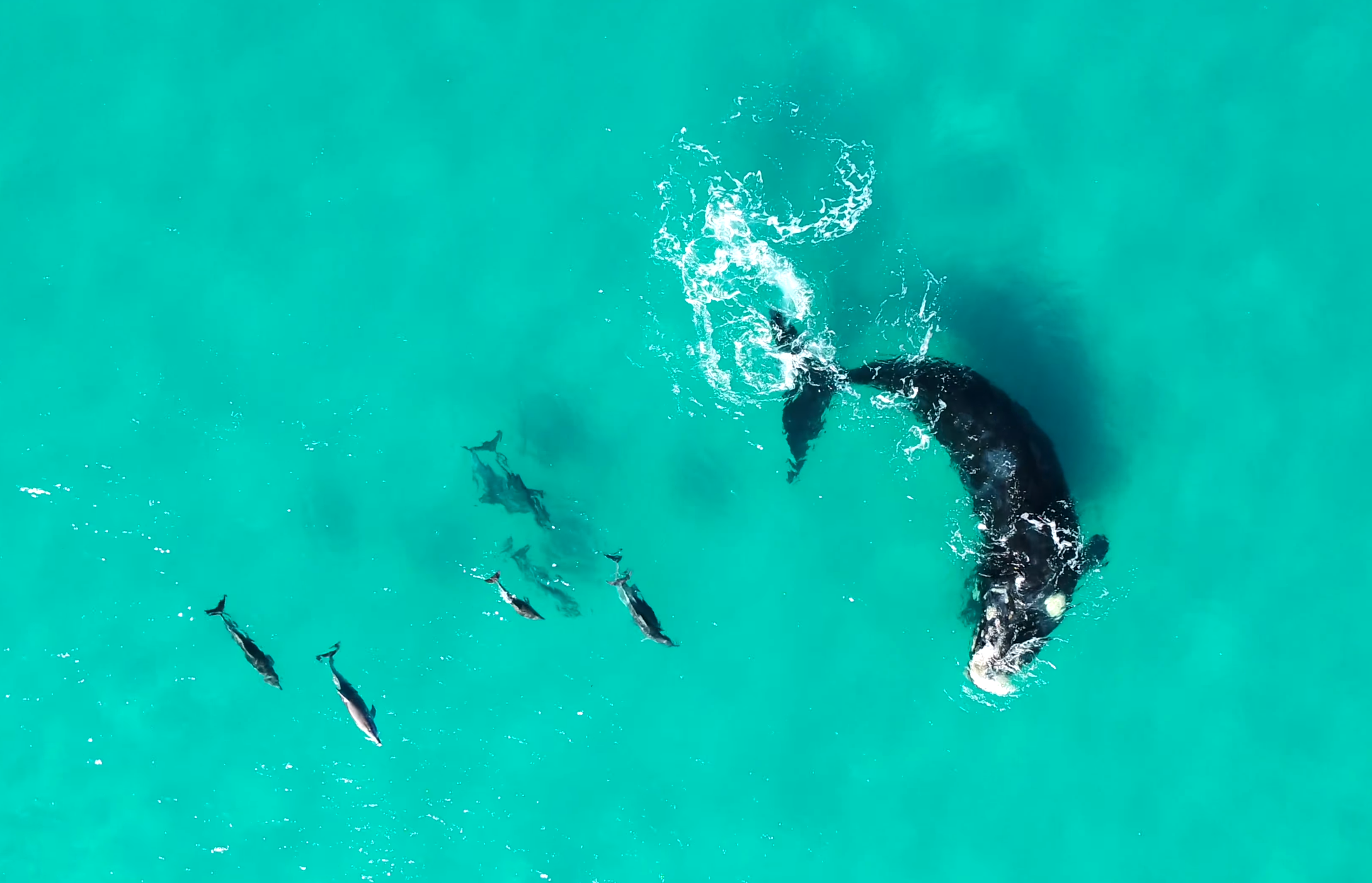 Bottlenose dolphins swim alongside a southern right whale