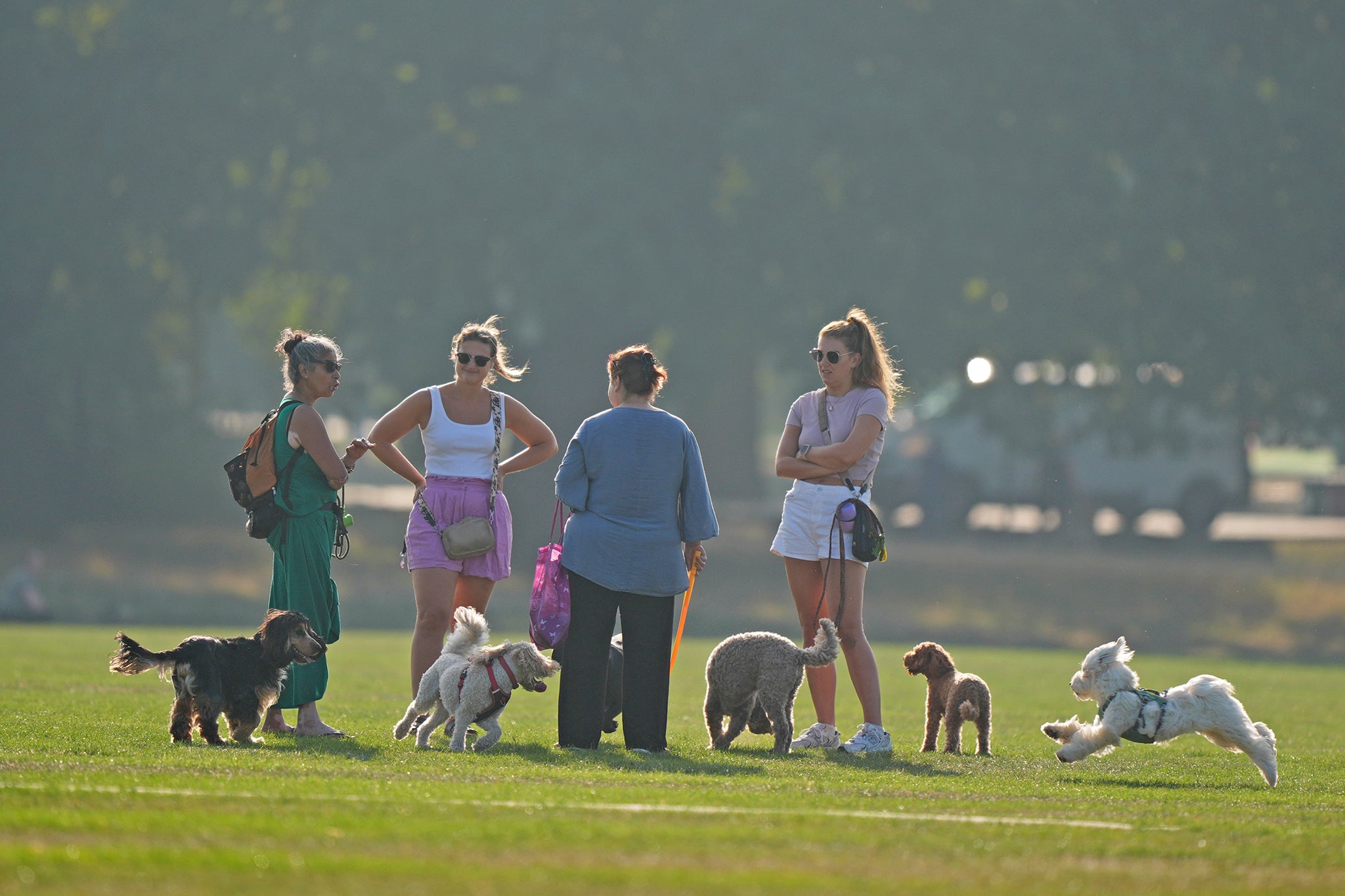 During a heatwave, walk your dog at cooler times of the day