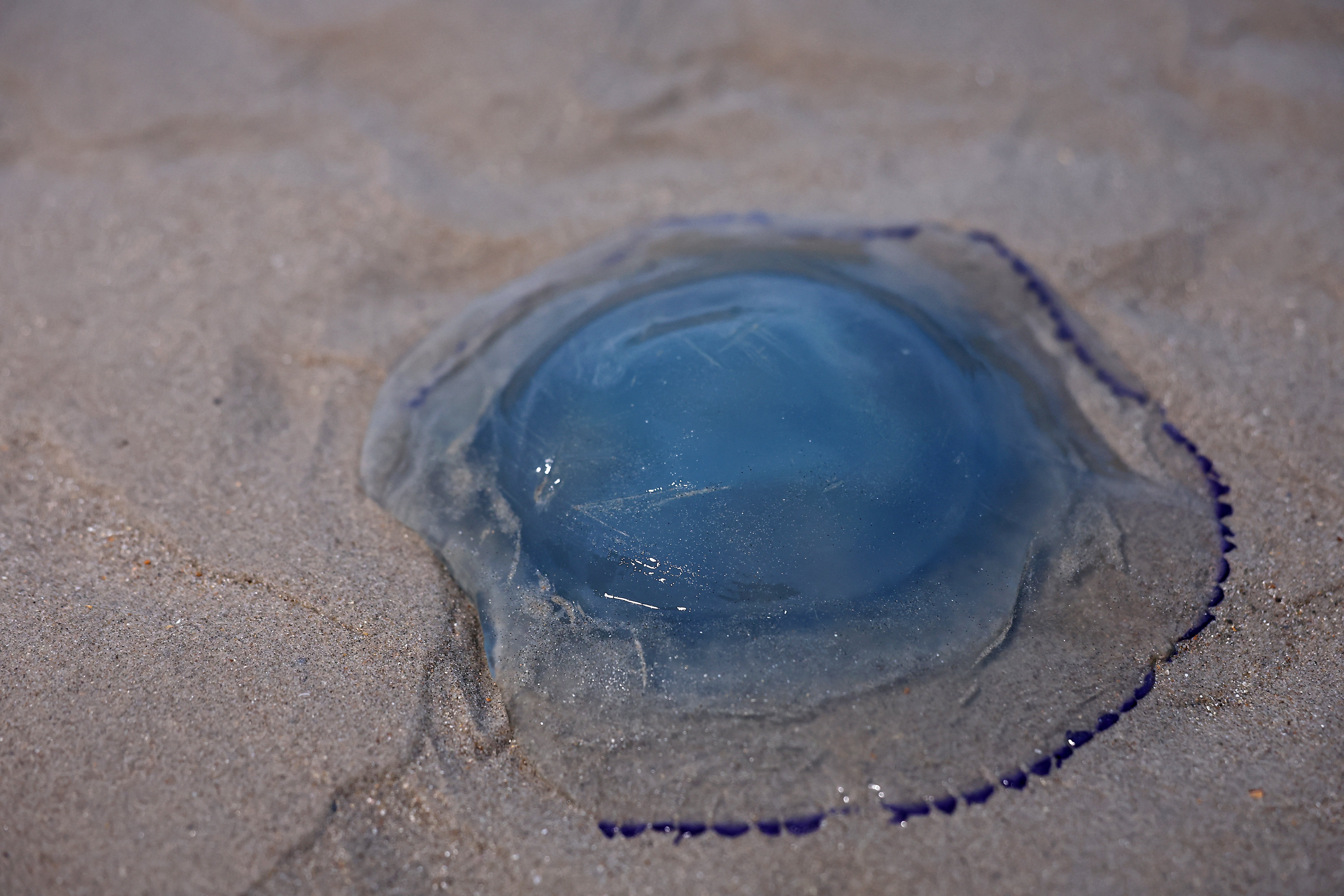 The jellyfish entered a non-nuclear part of the site