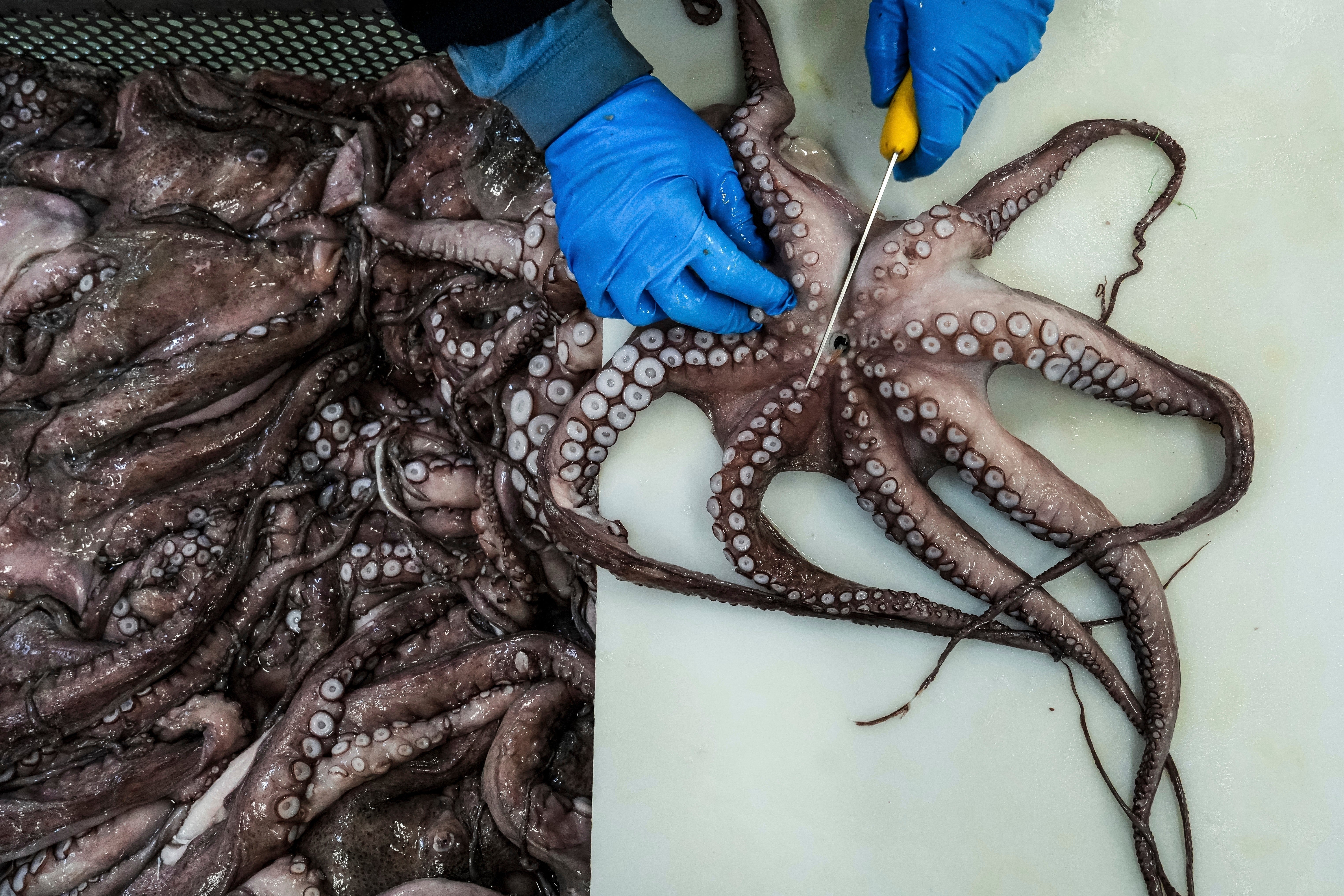 While octopus numbers fluctuate naturally from year to year, scientists and fishers say Spain ’s long-term trend is downward and surging international demand is only tightening the squeeze.