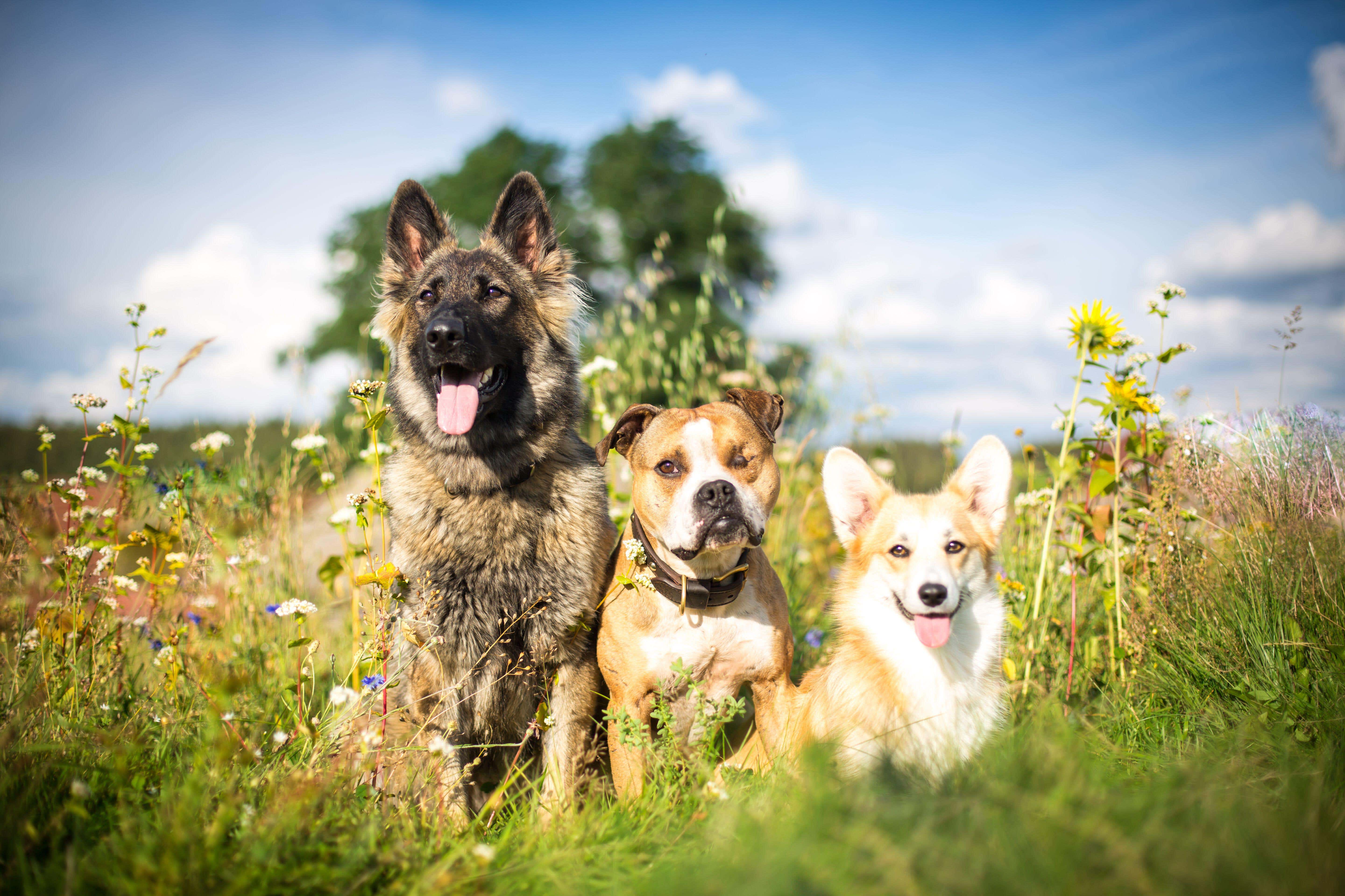 Here are some top tips to keep your dog cool in the heat (Alamy/PA)