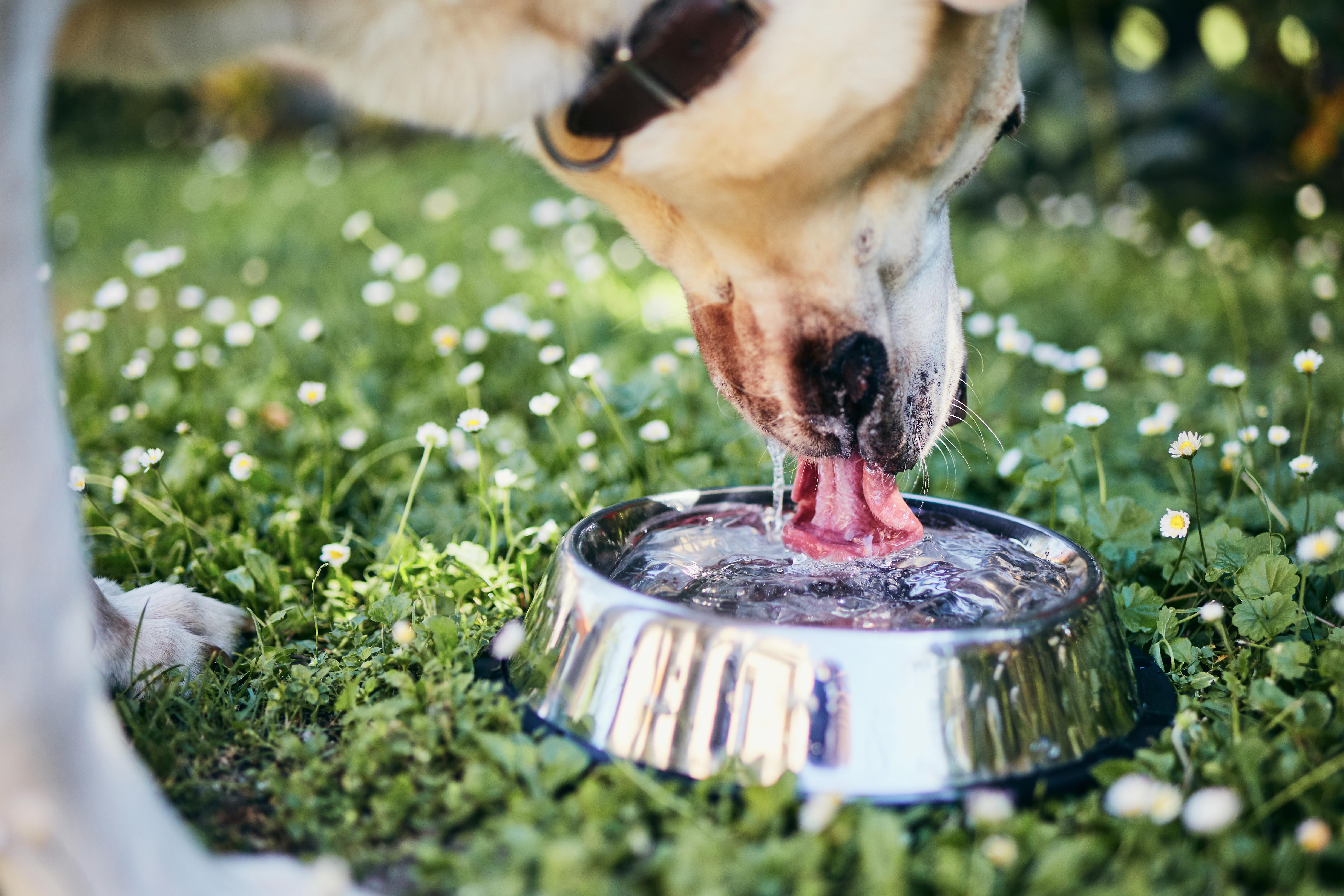Always provide fresh water to keep them hydrated.