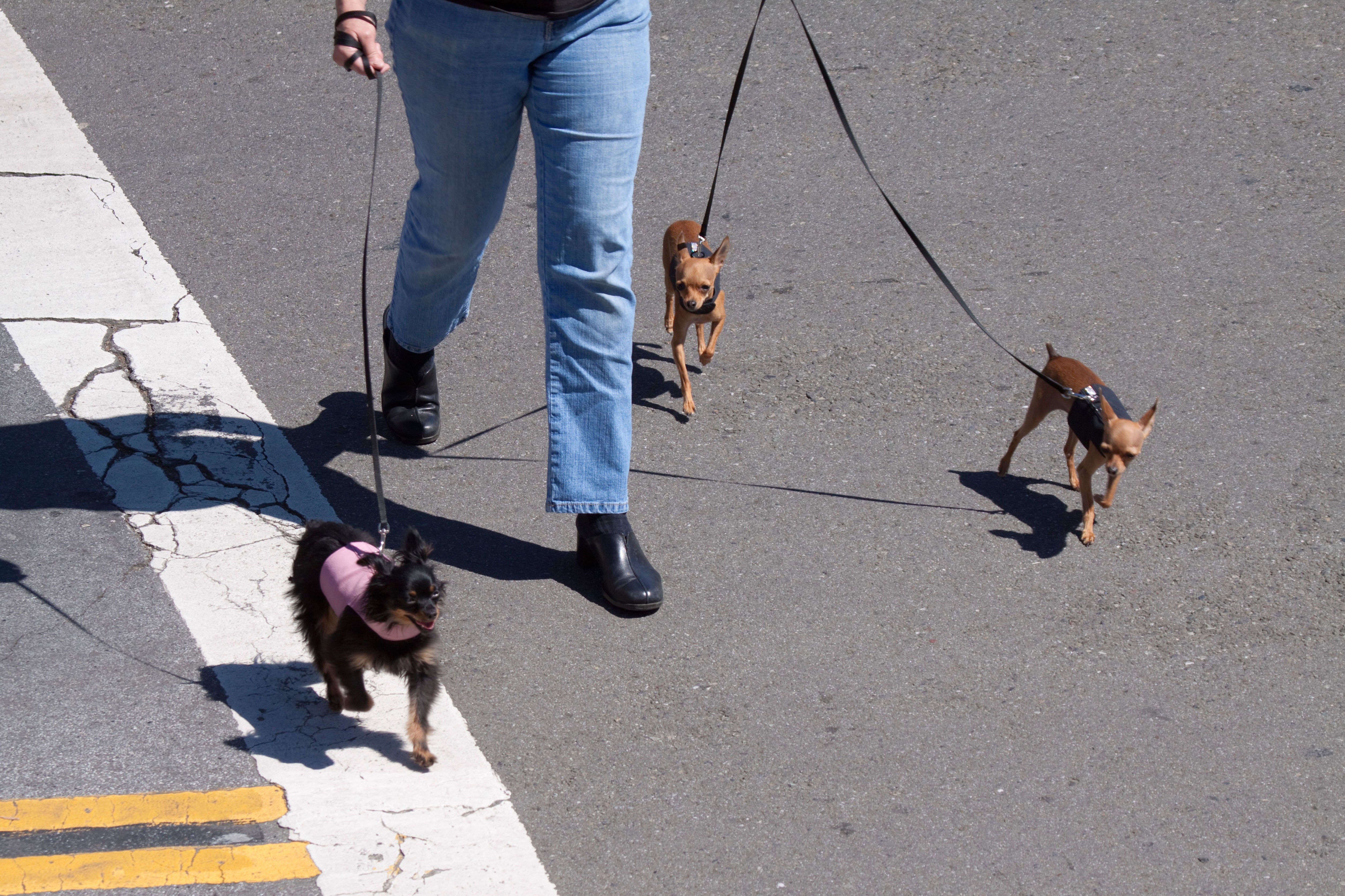 Pavements, roads and sand can burn your dog’s paw pads.