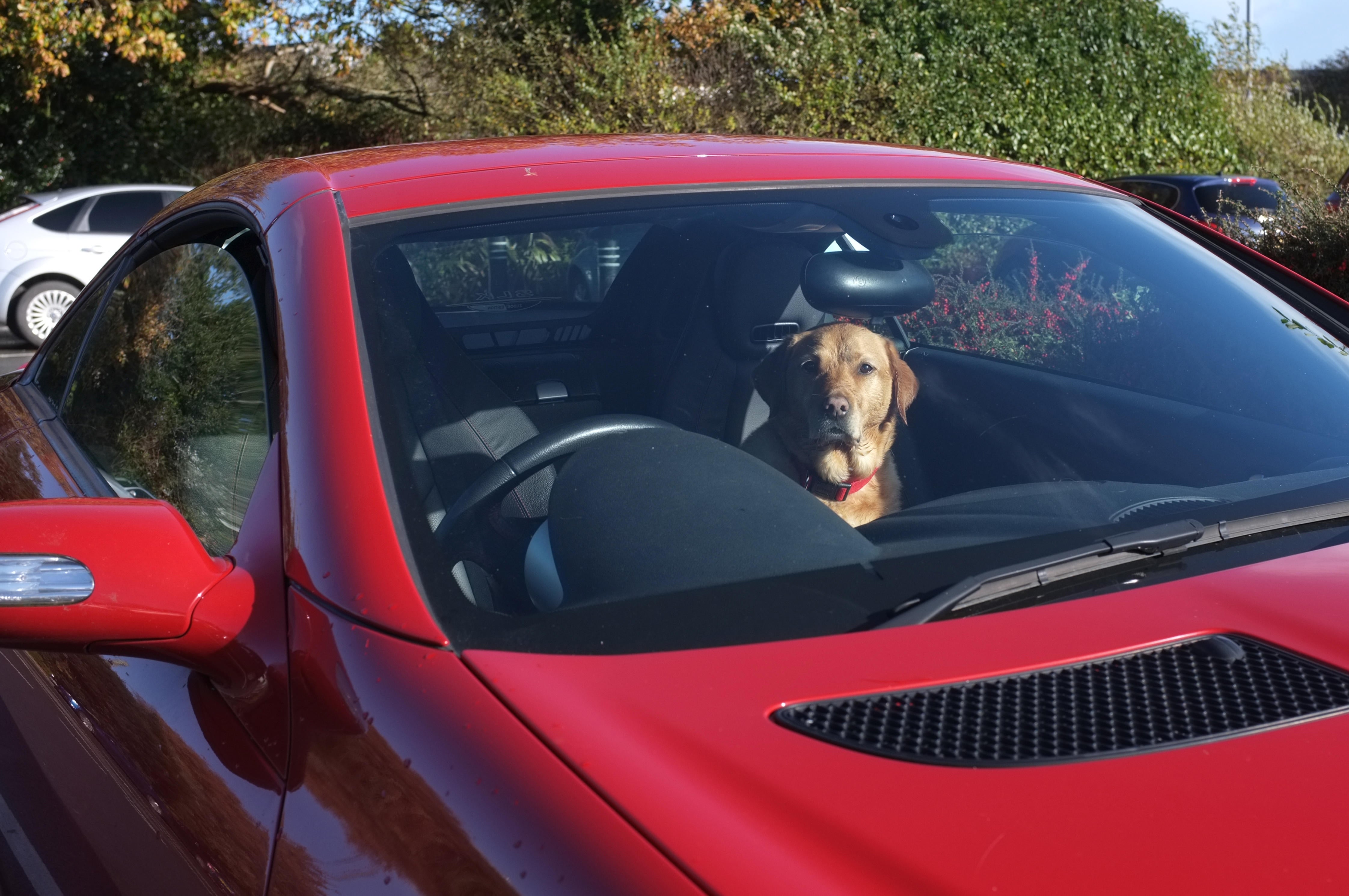 Never leave your dog alone in a car when it’s hot.