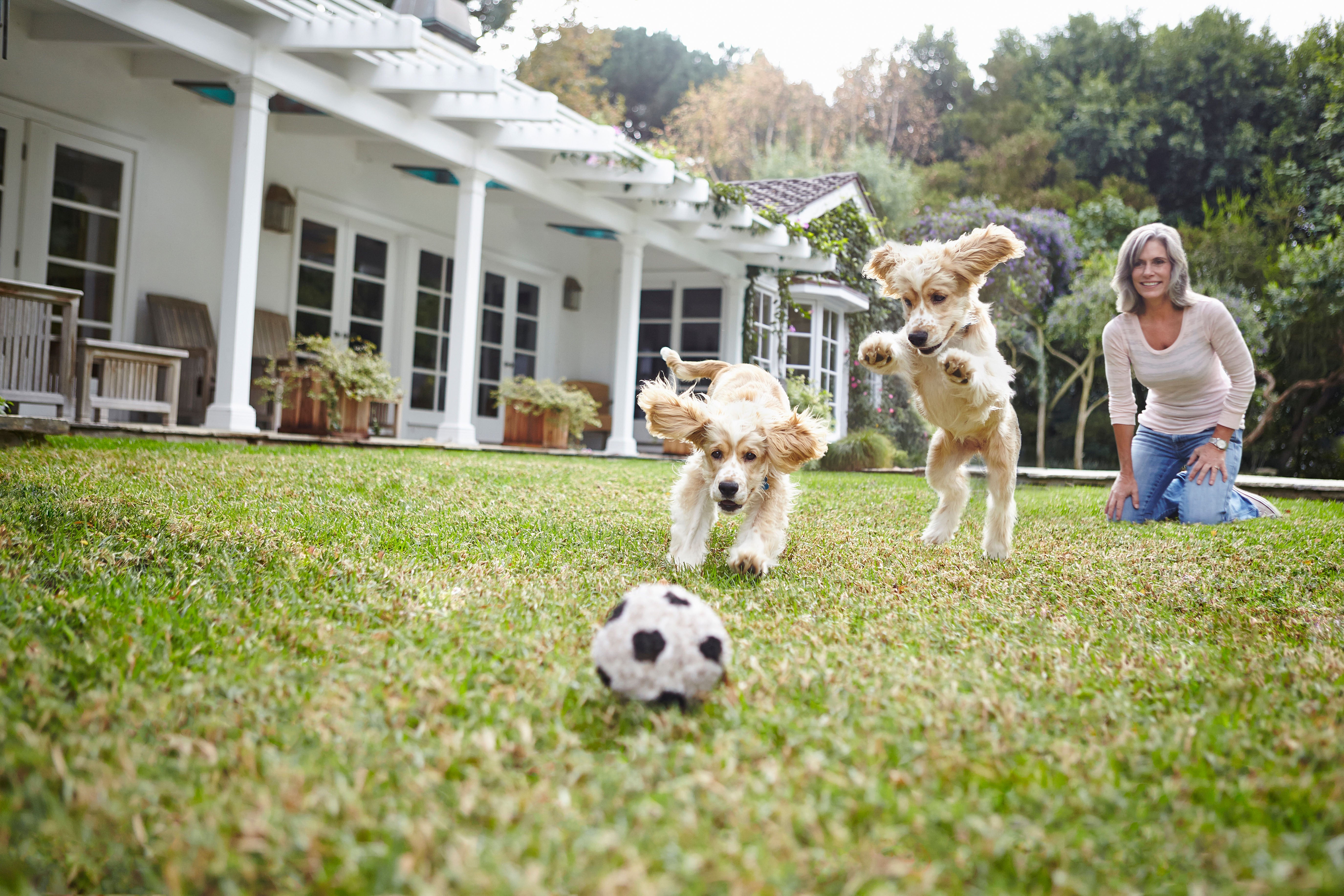Try to slow down a bit when exercising your dog.