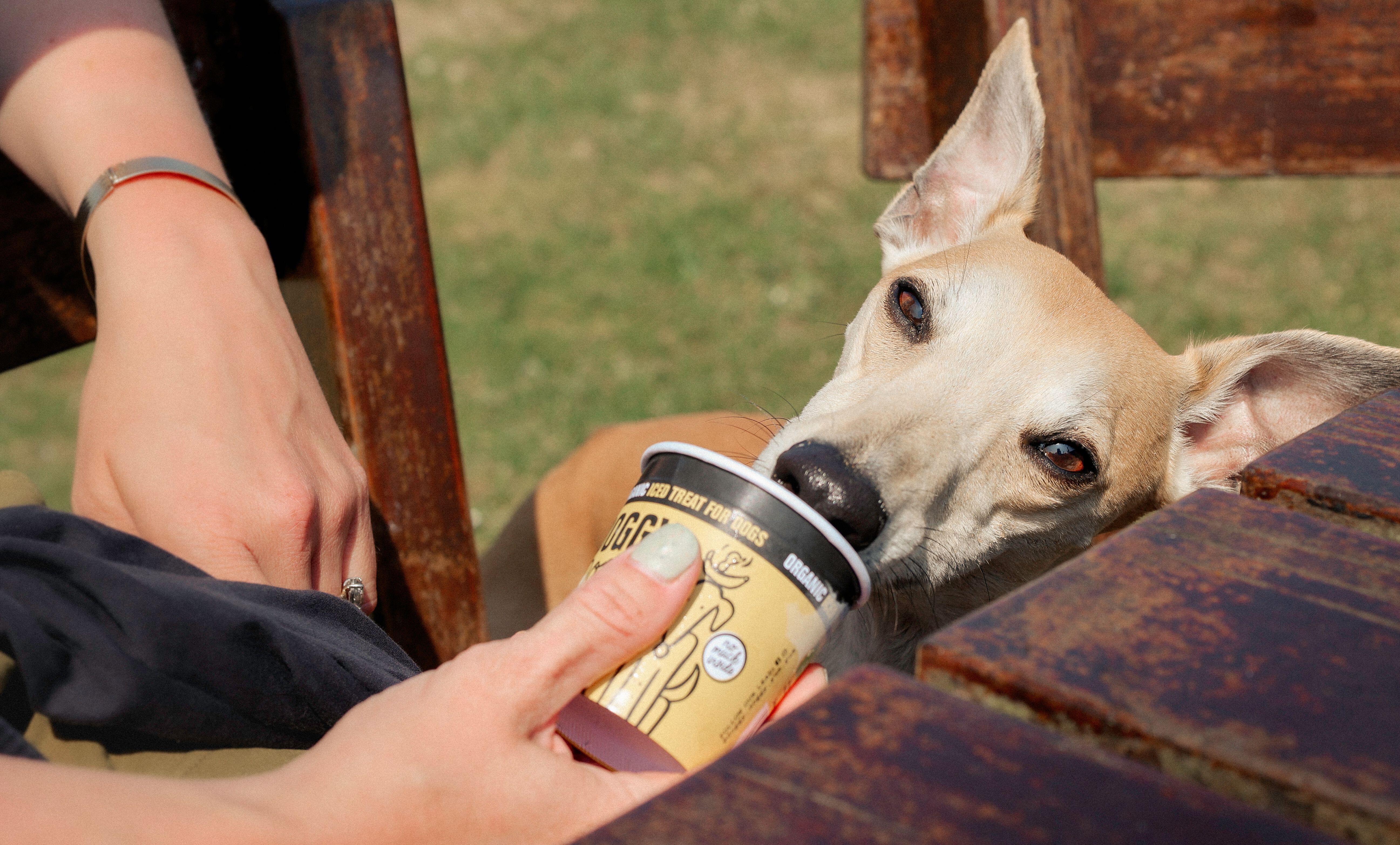 Give your dog ice cubes or frozen treats