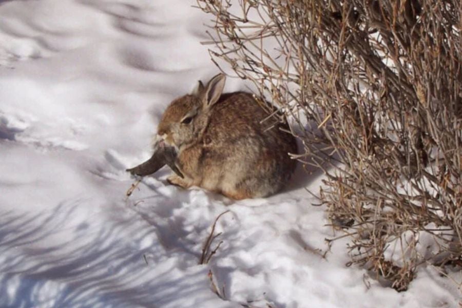 Rabbits in Colorado have been spotted with horns and gross tentacles causing concern among residents.