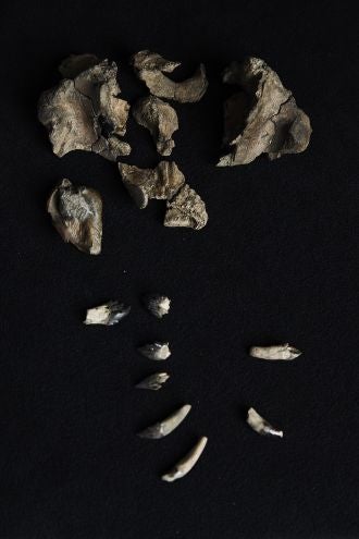 Partial skull and teeth of Janjucetus dullardi
