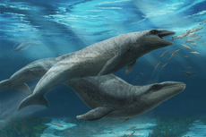 Shark-like prehistoric whale with razor-sharp teeth discovered off Australia